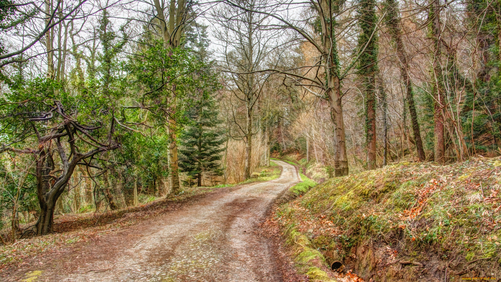 природа, дороги, лес, дорога