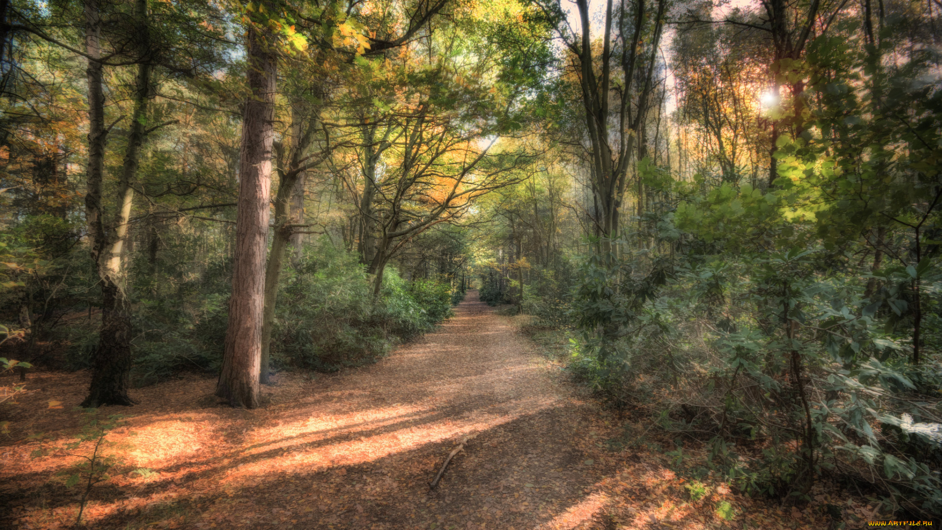 природа, дороги, свет, дорожка, лес, осень