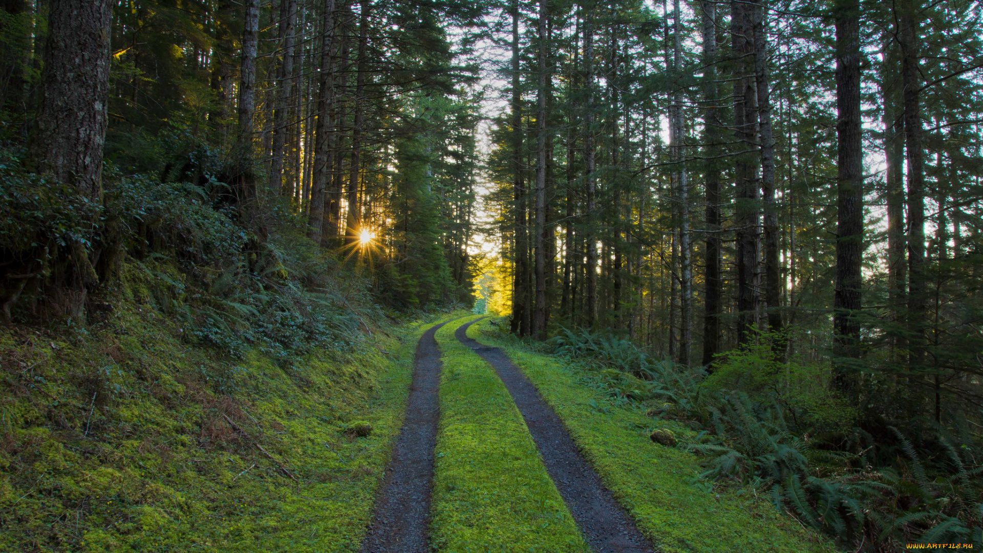 природа, дороги, утро, лучи, солнце, сосны, лес