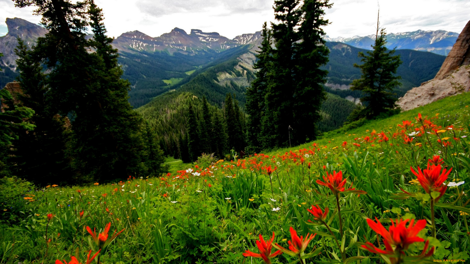 природа, горы, цветы