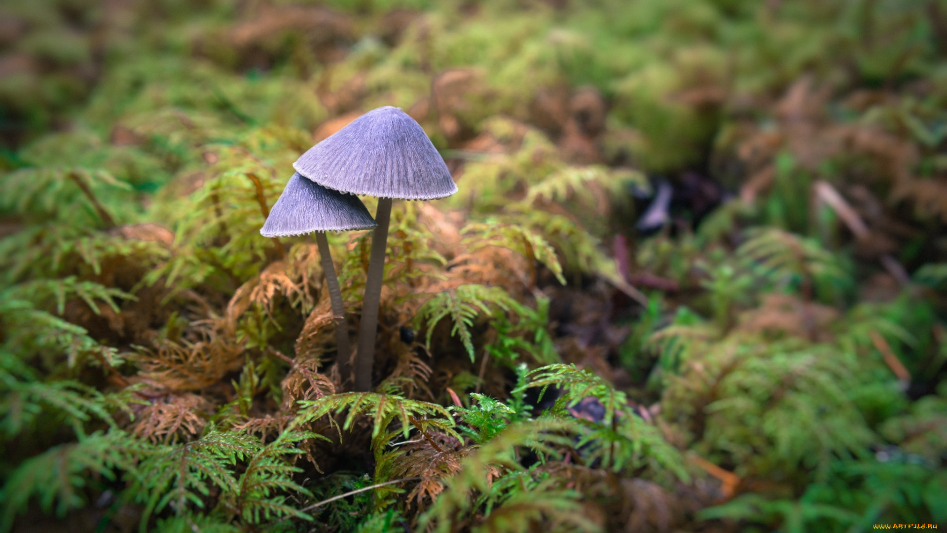 природа, грибы, макро, парочка