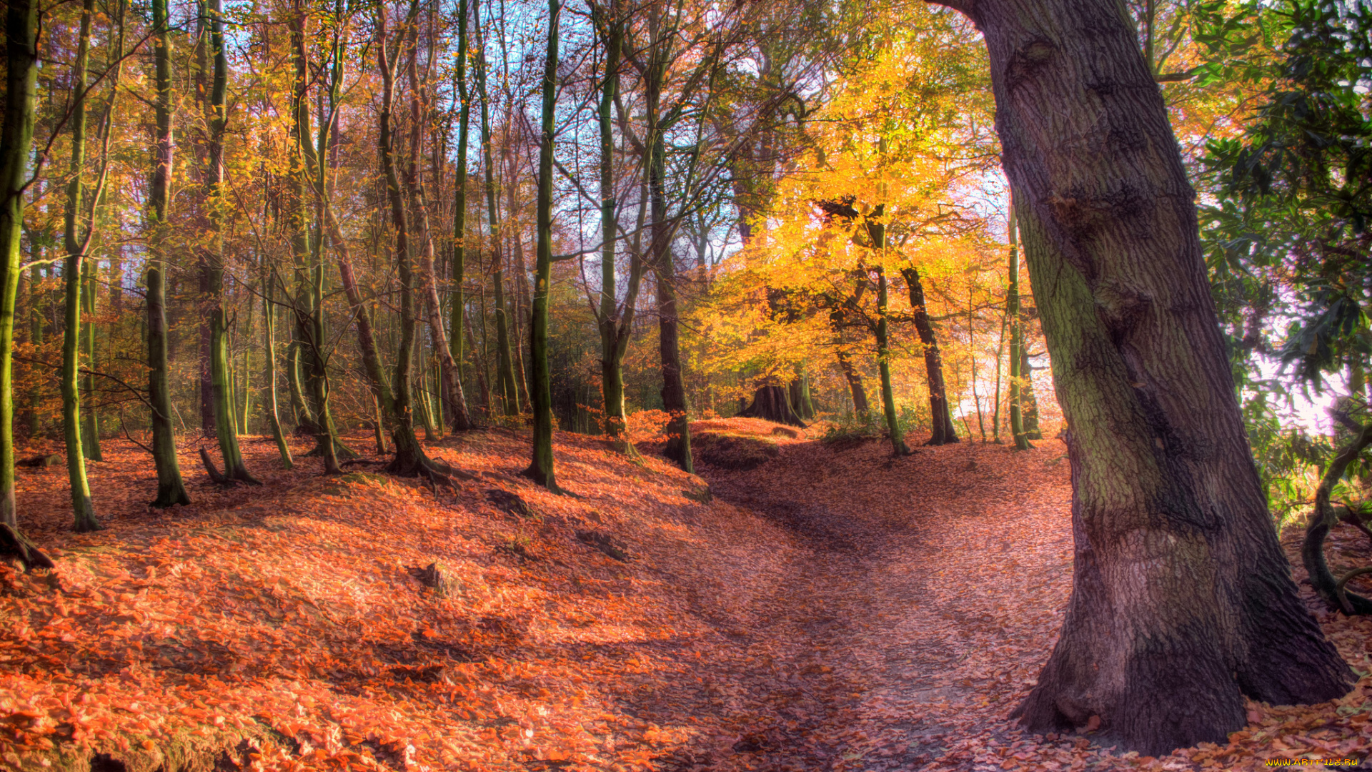 природа, лес, тропинка, осень