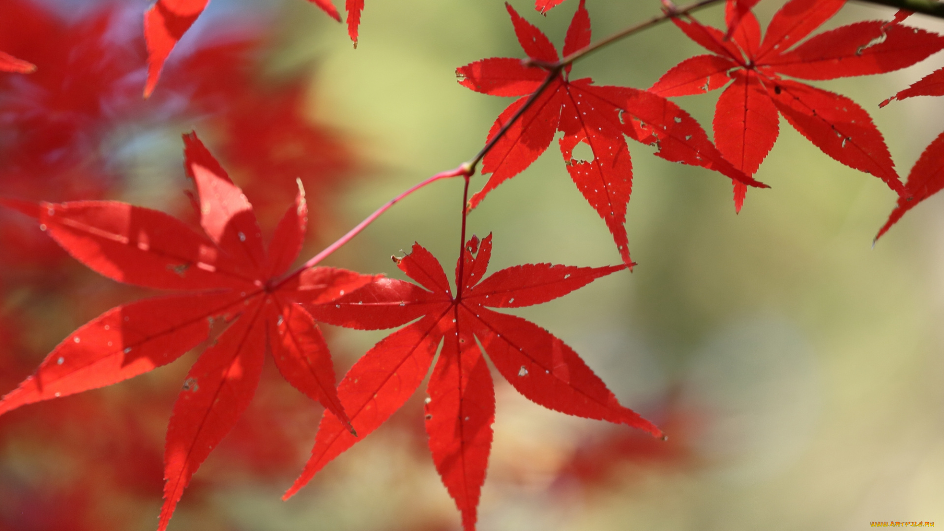 природа, листья, осень