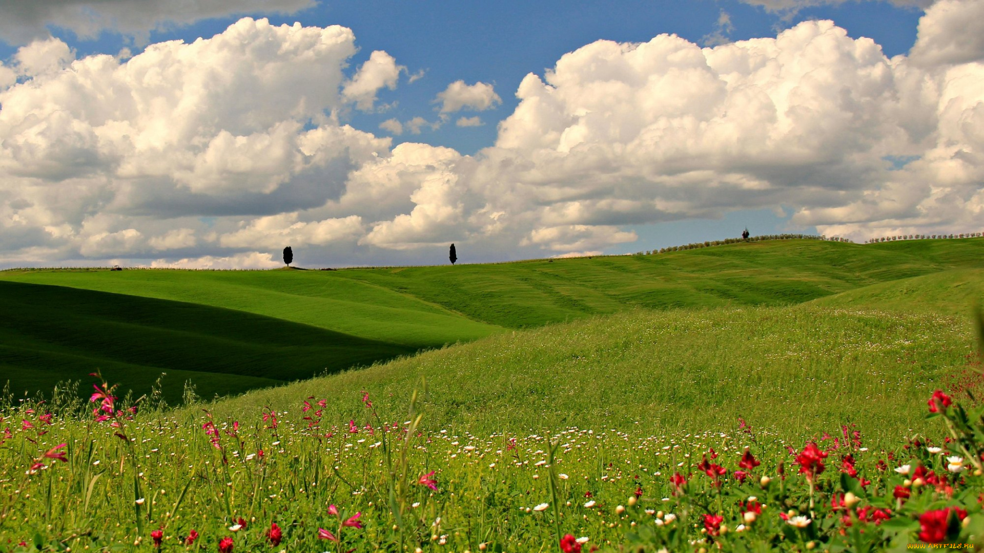 природа, луга, цветы, поле, облака, небо