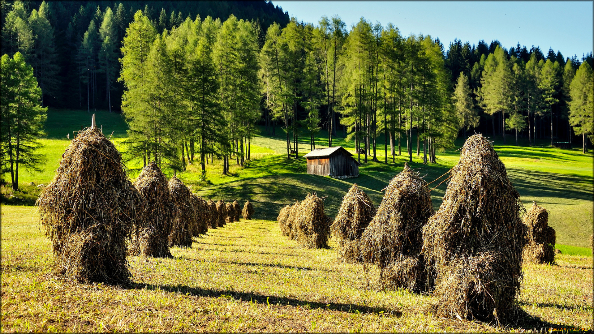 природа, пейзажи, лес, луг, стога