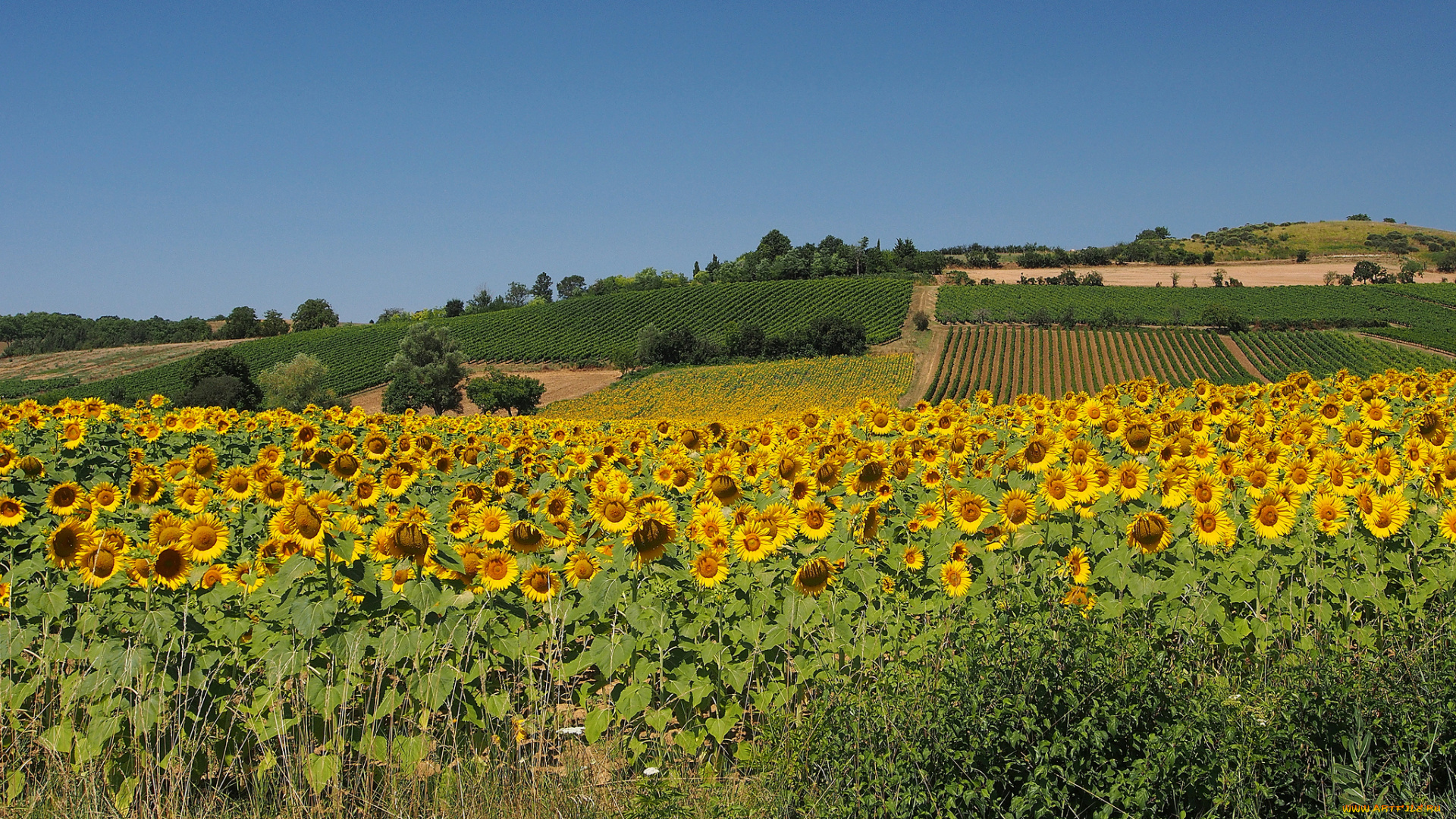 природа, поля, подсолнухи, поле