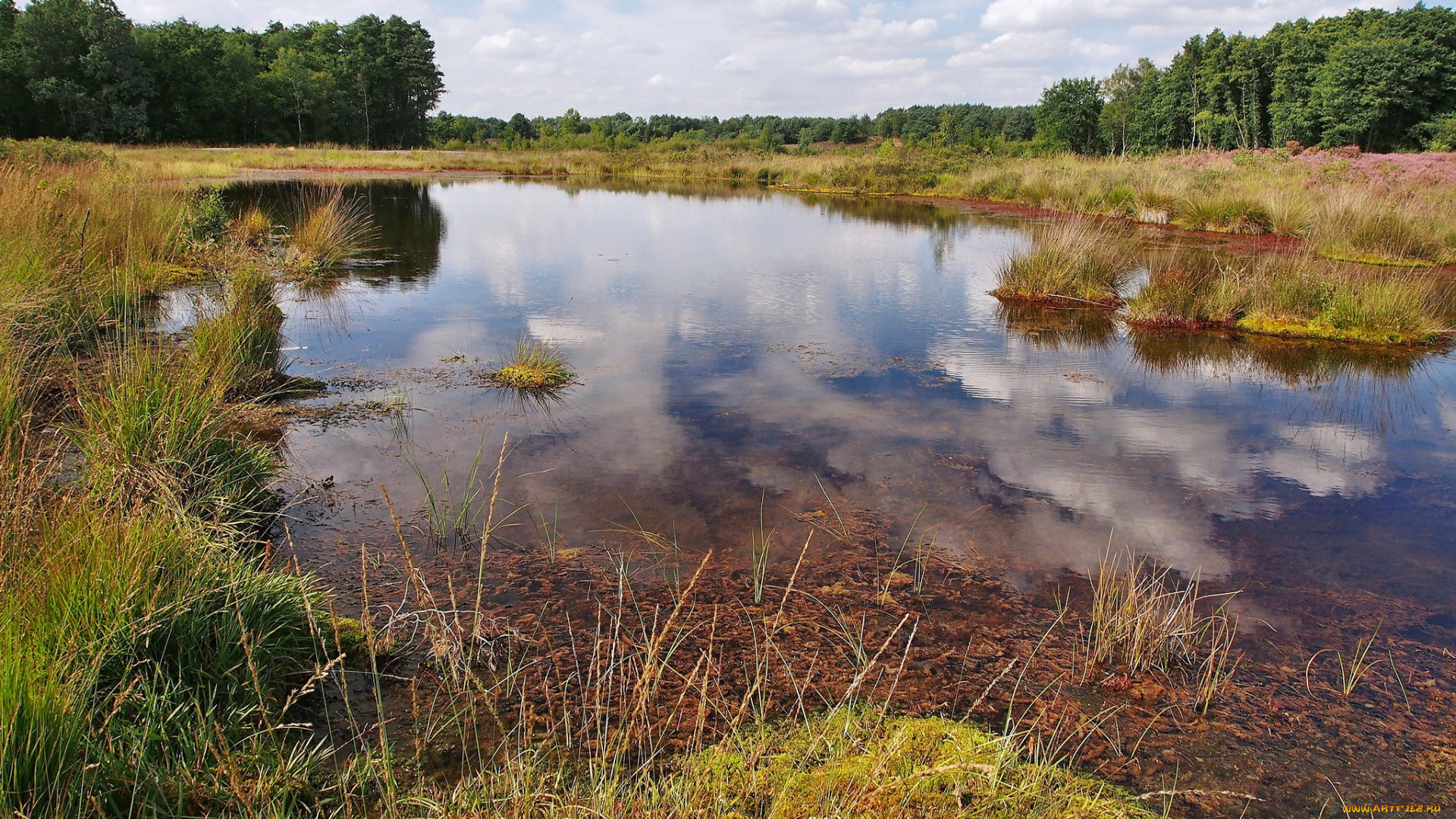 природа, реки, озера, лес, озеро, трава, облака