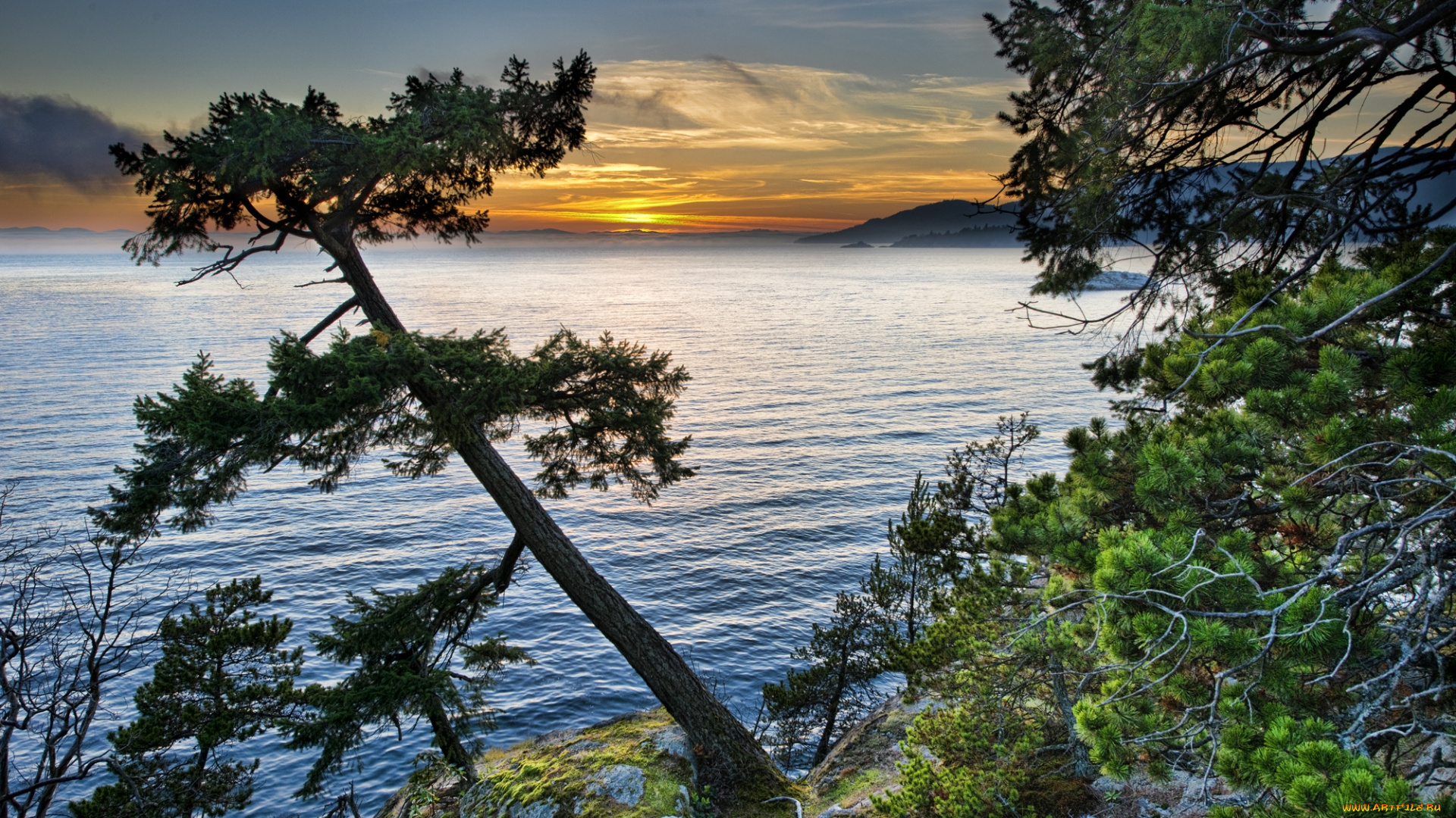природа, восходы, закаты, заря, горизонт, сосна, берег, океан