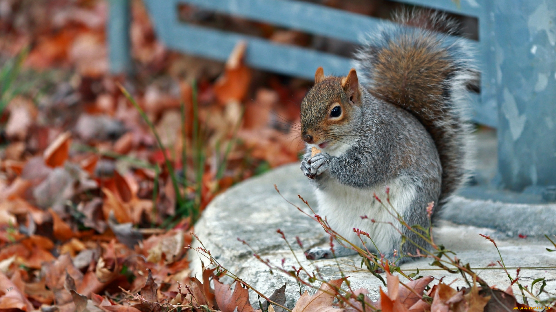 животные, белки, осень, ест, серая, листья, трава, парк