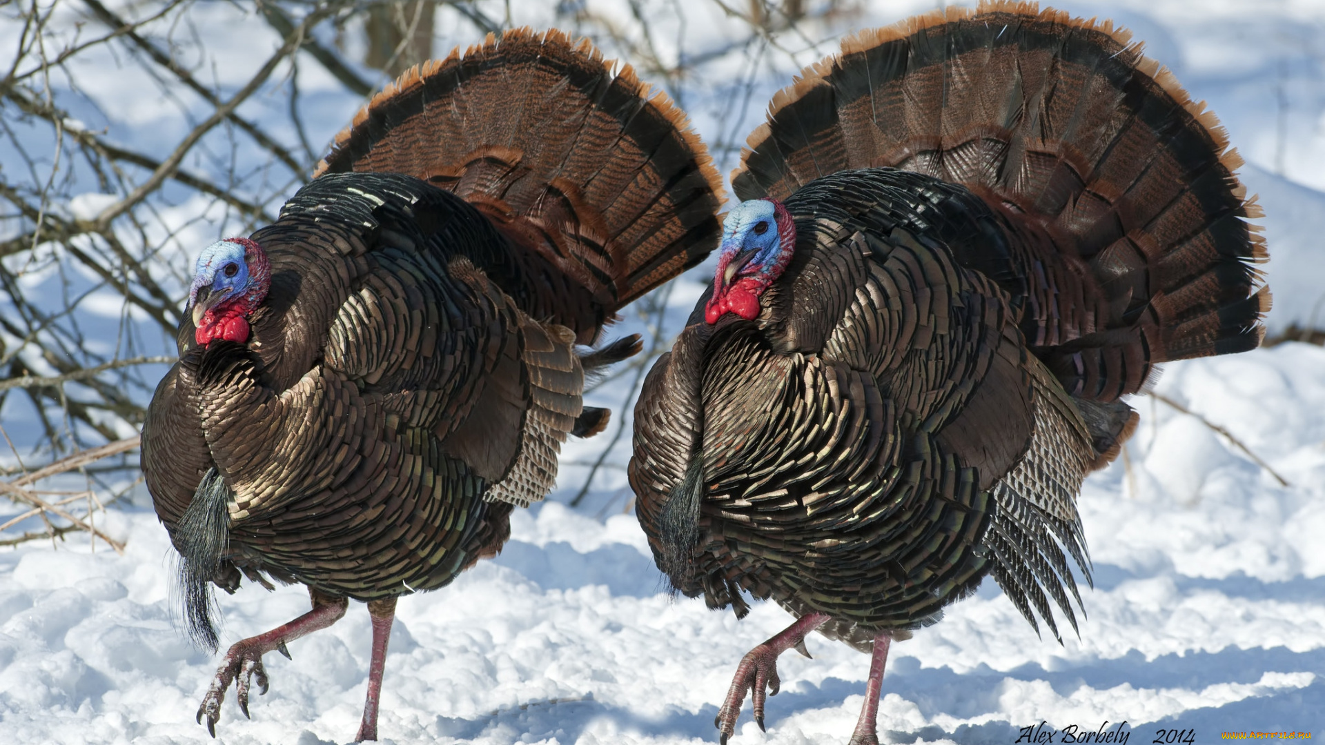 животные, индюки, хвост
