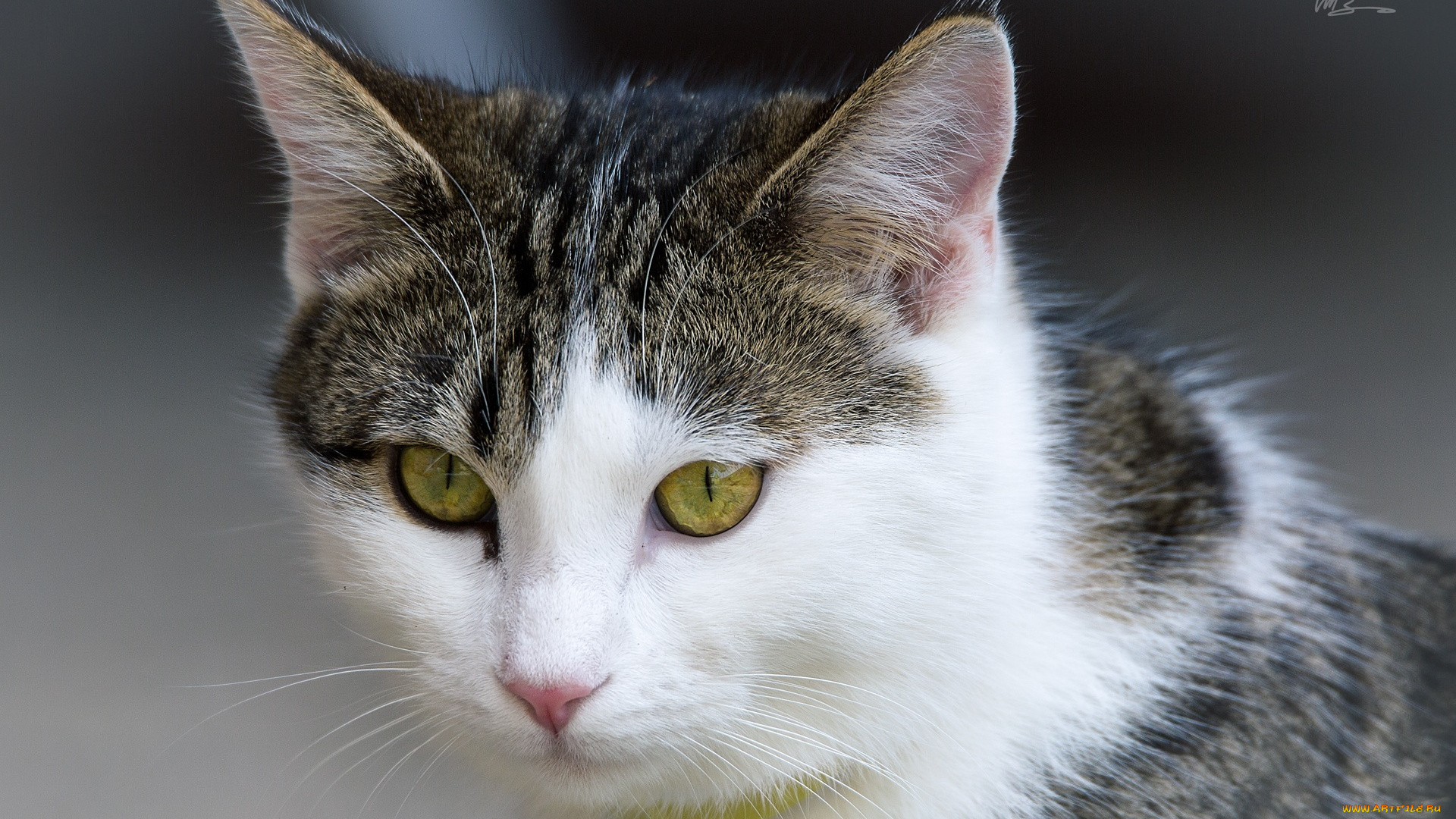 животные, коты, глаза, мордочка, кошка