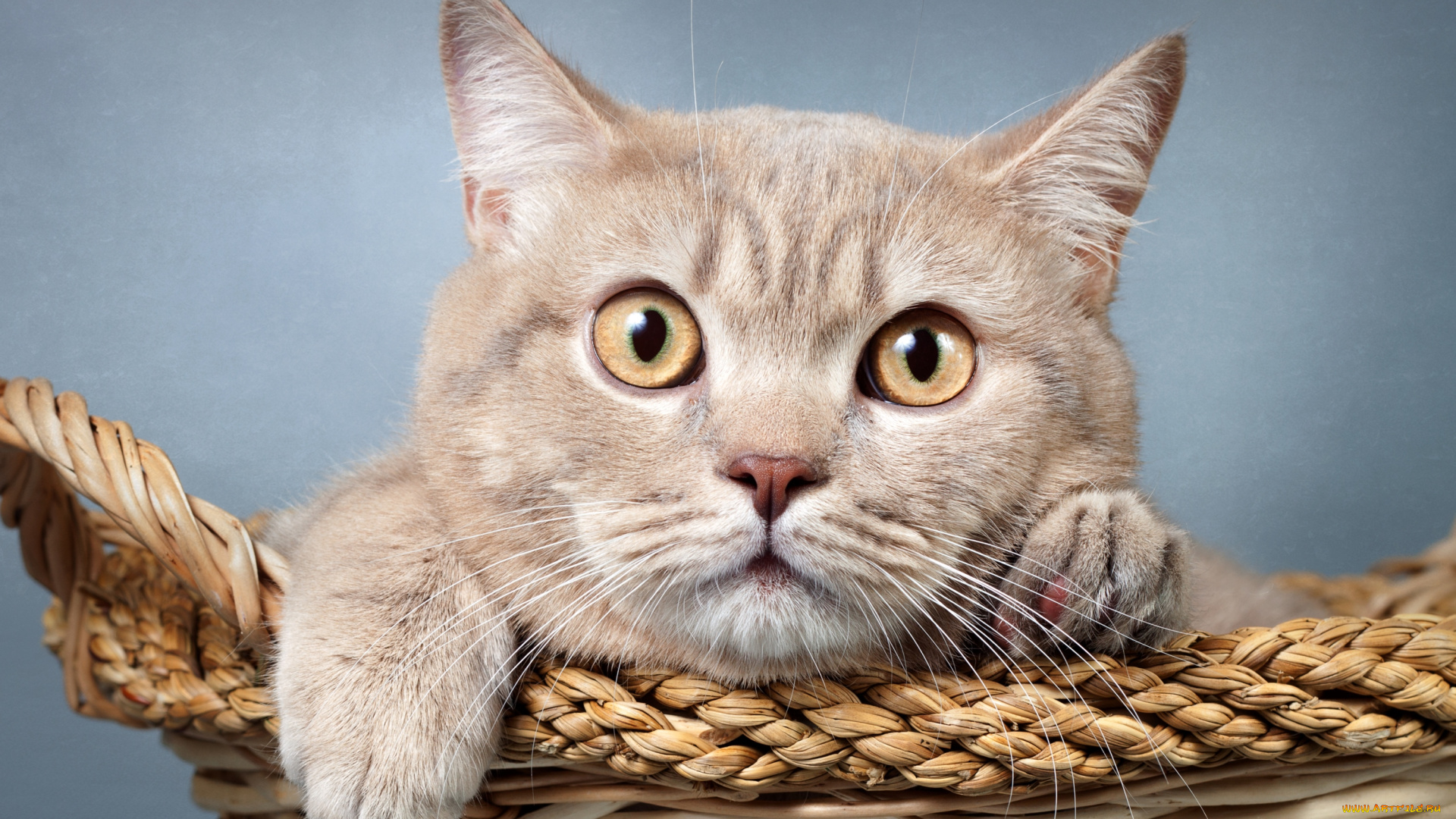 животные, коты, глазища