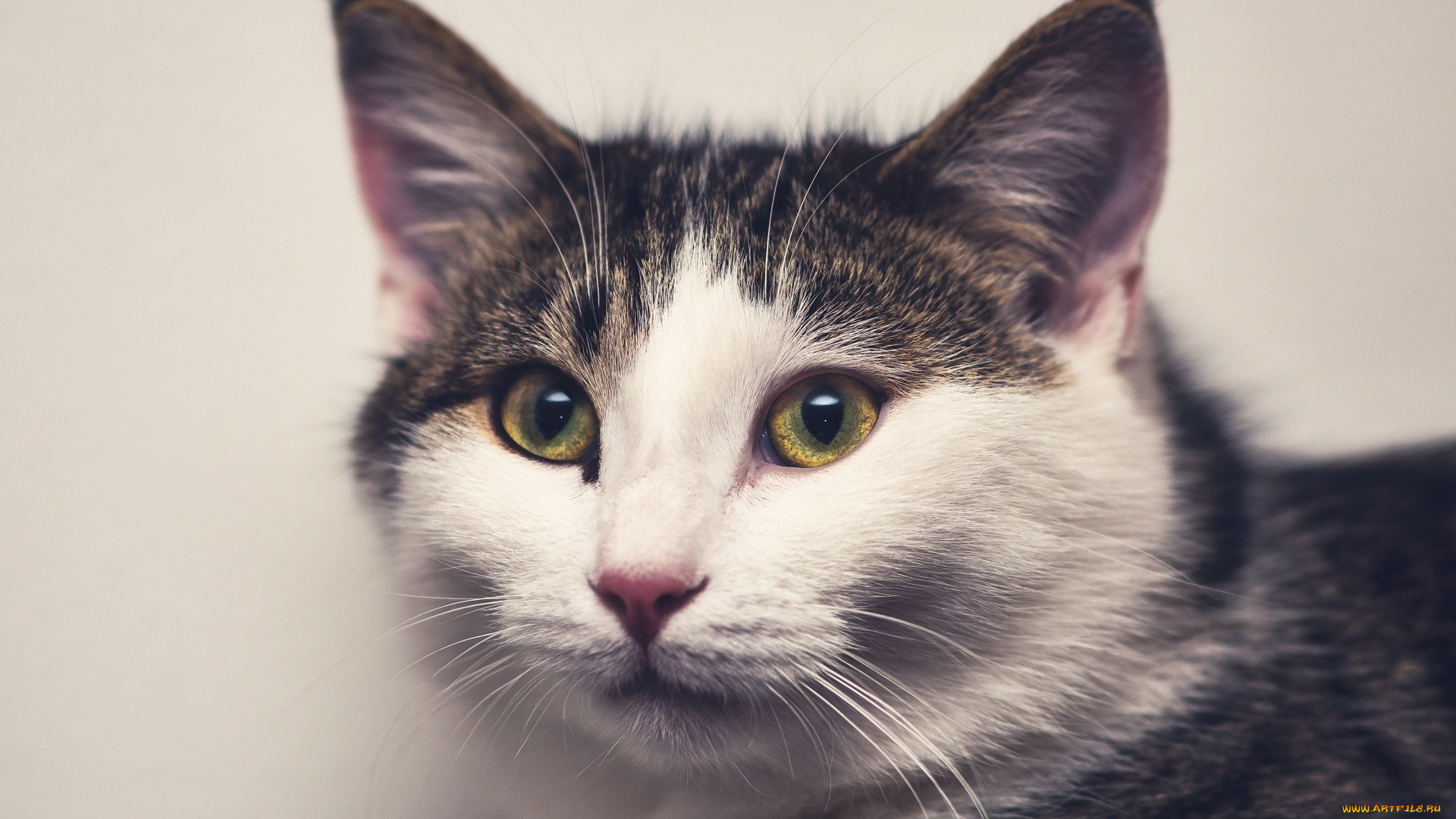 животные, коты, кошка, морда