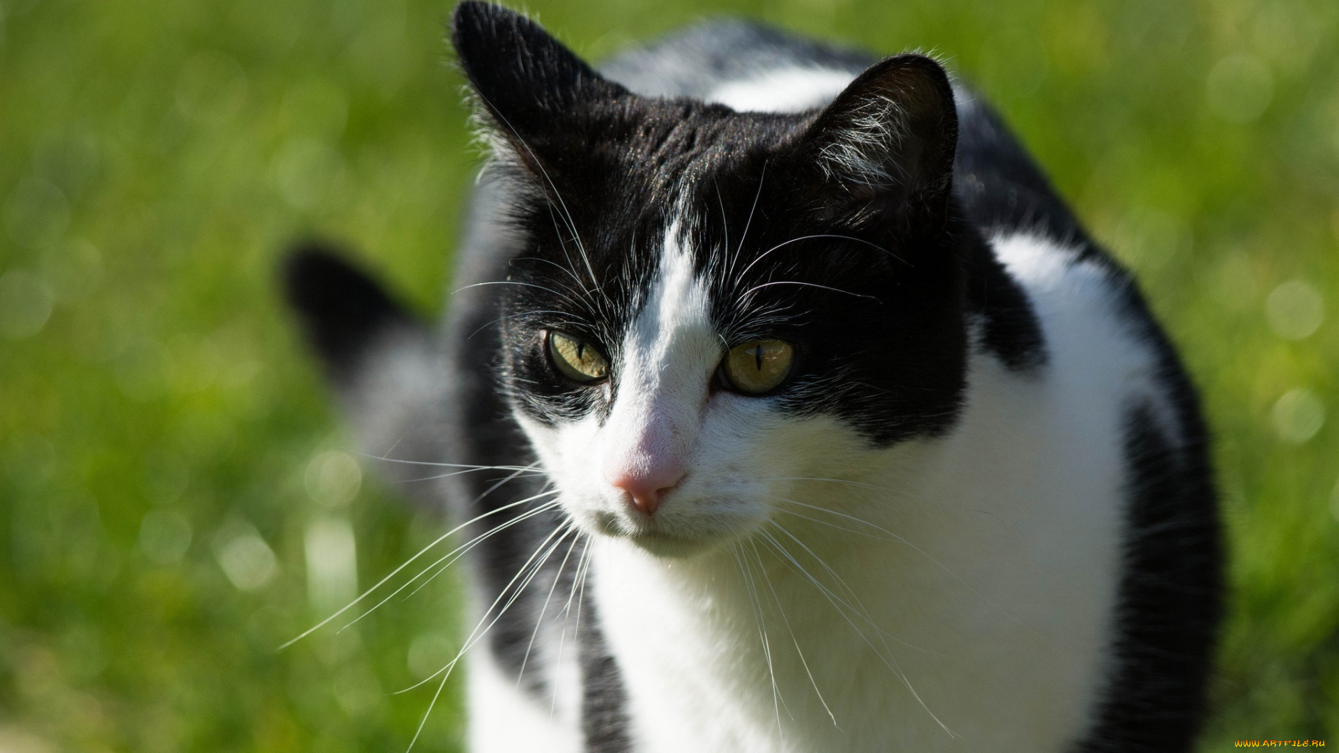 животные, коты, лето, кошка, усы, свет, мордочка, черно-белая
