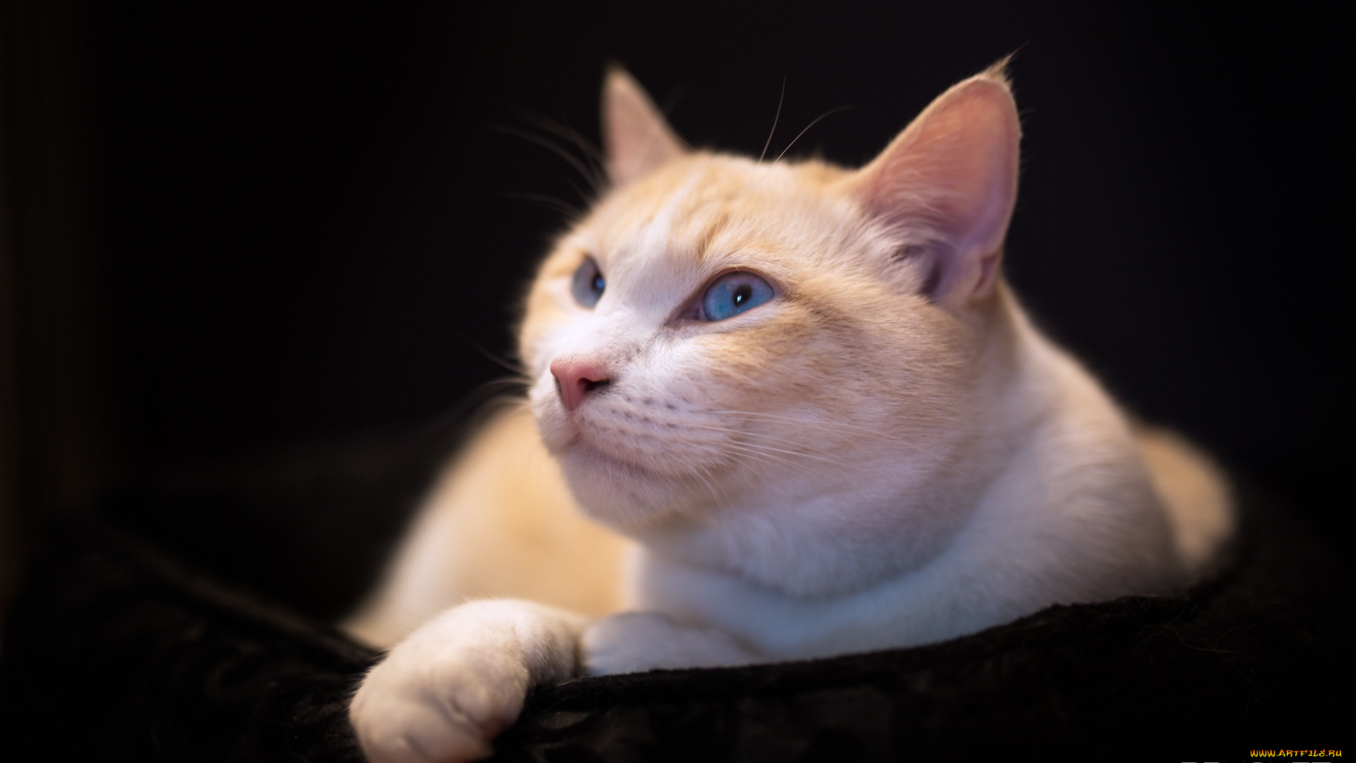 животные, коты, мордочка, отдых, кошка