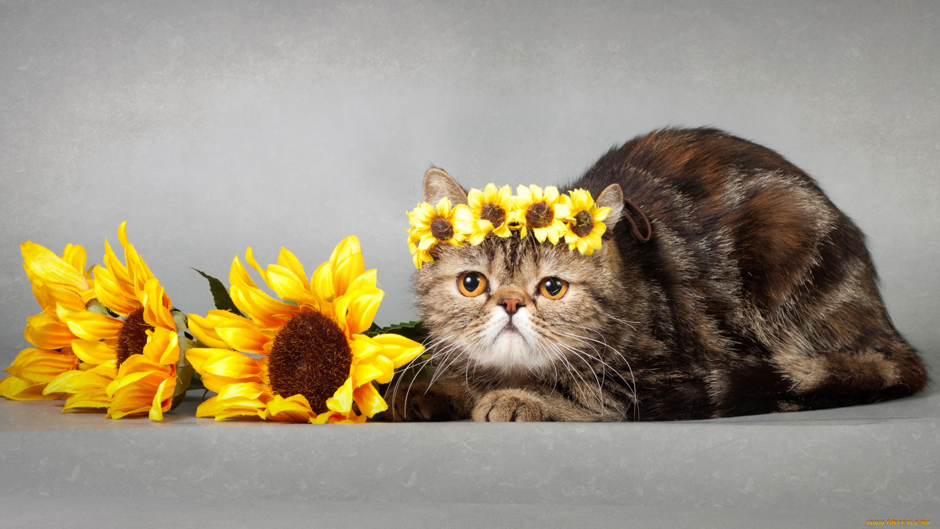 животные, коты, подсолнухи, венок