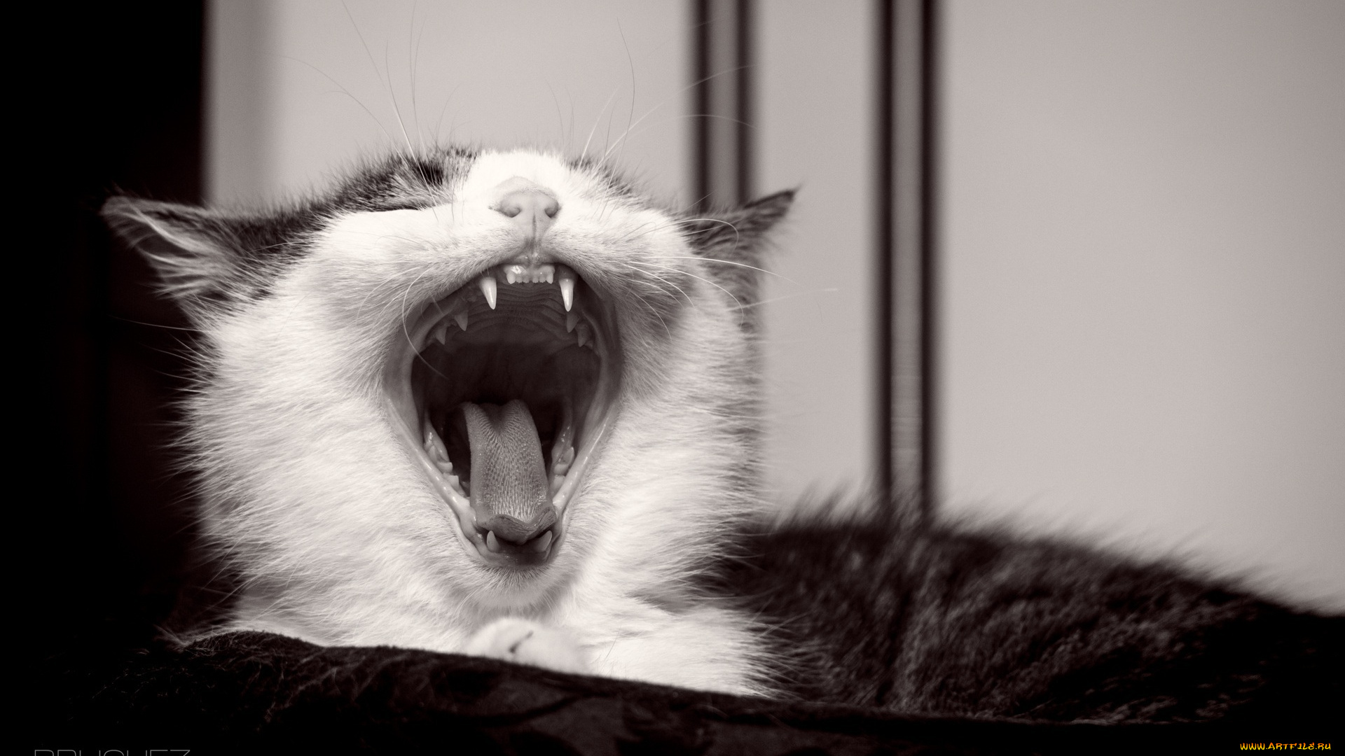 животные, коты, язык, клыки, пасть, зевает, мордочка, котенок