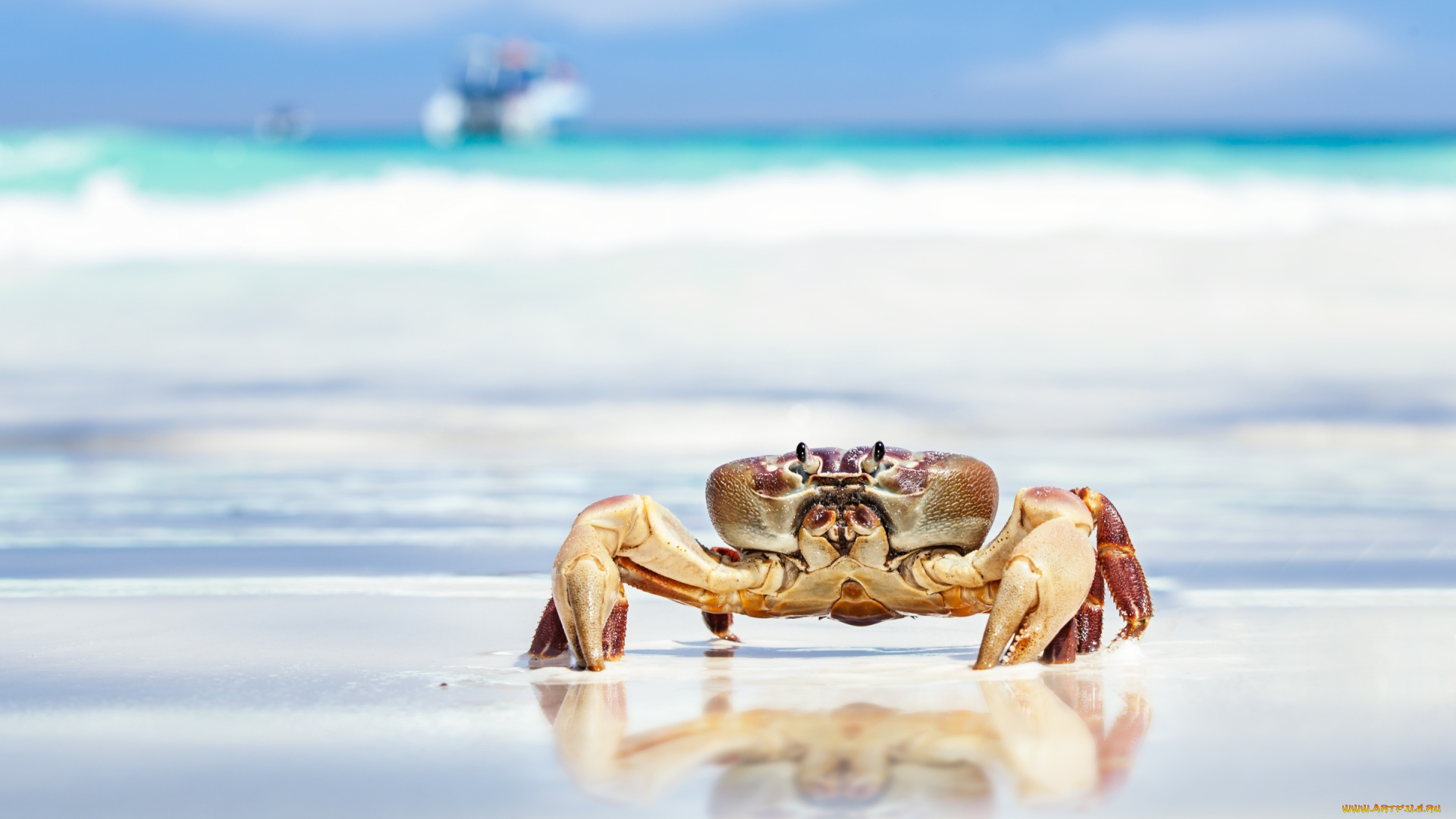 животные, крабы, , раки, краб