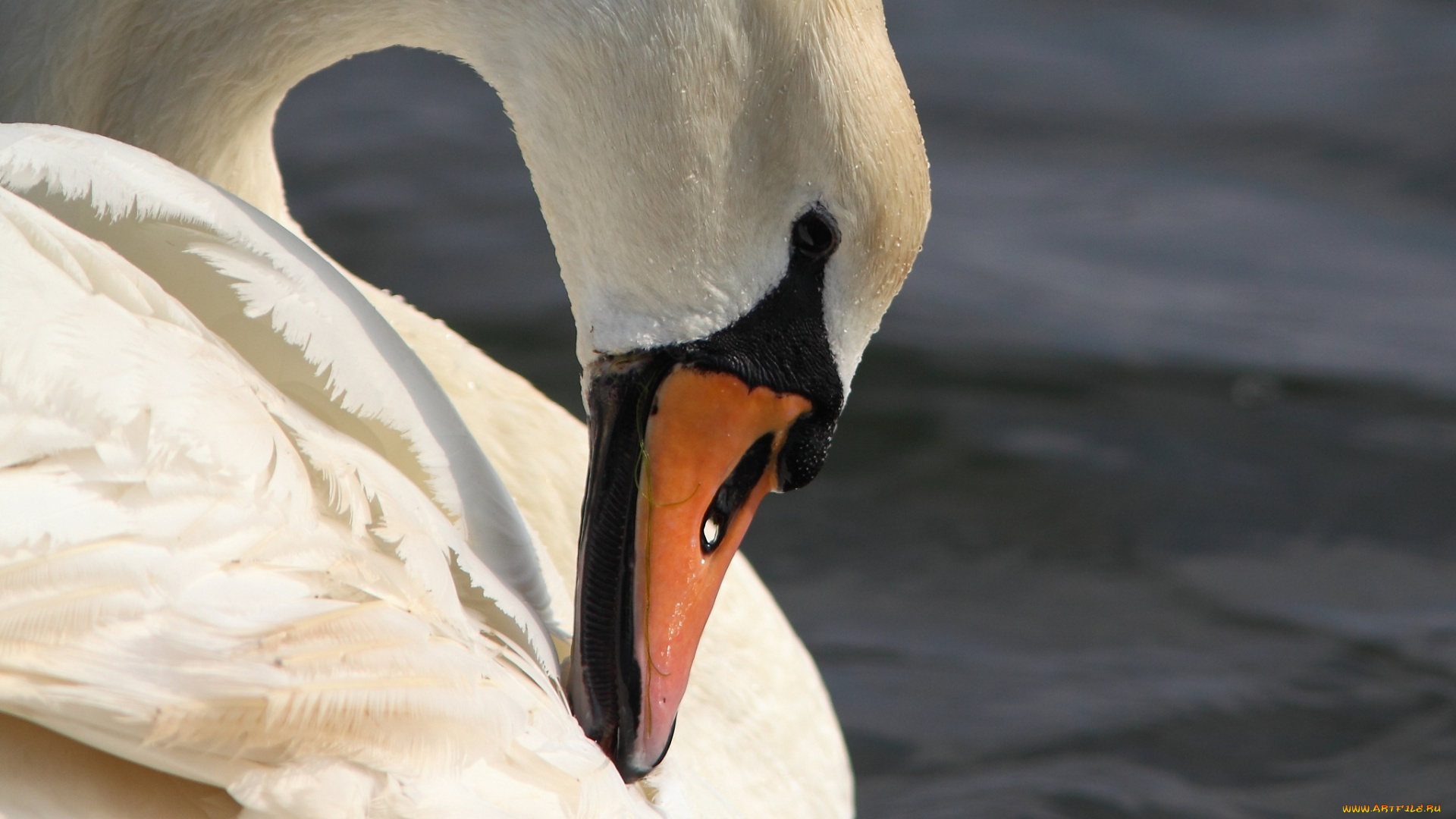 животные, лебеди, профиль, шея, грация, белый, птица, клюв