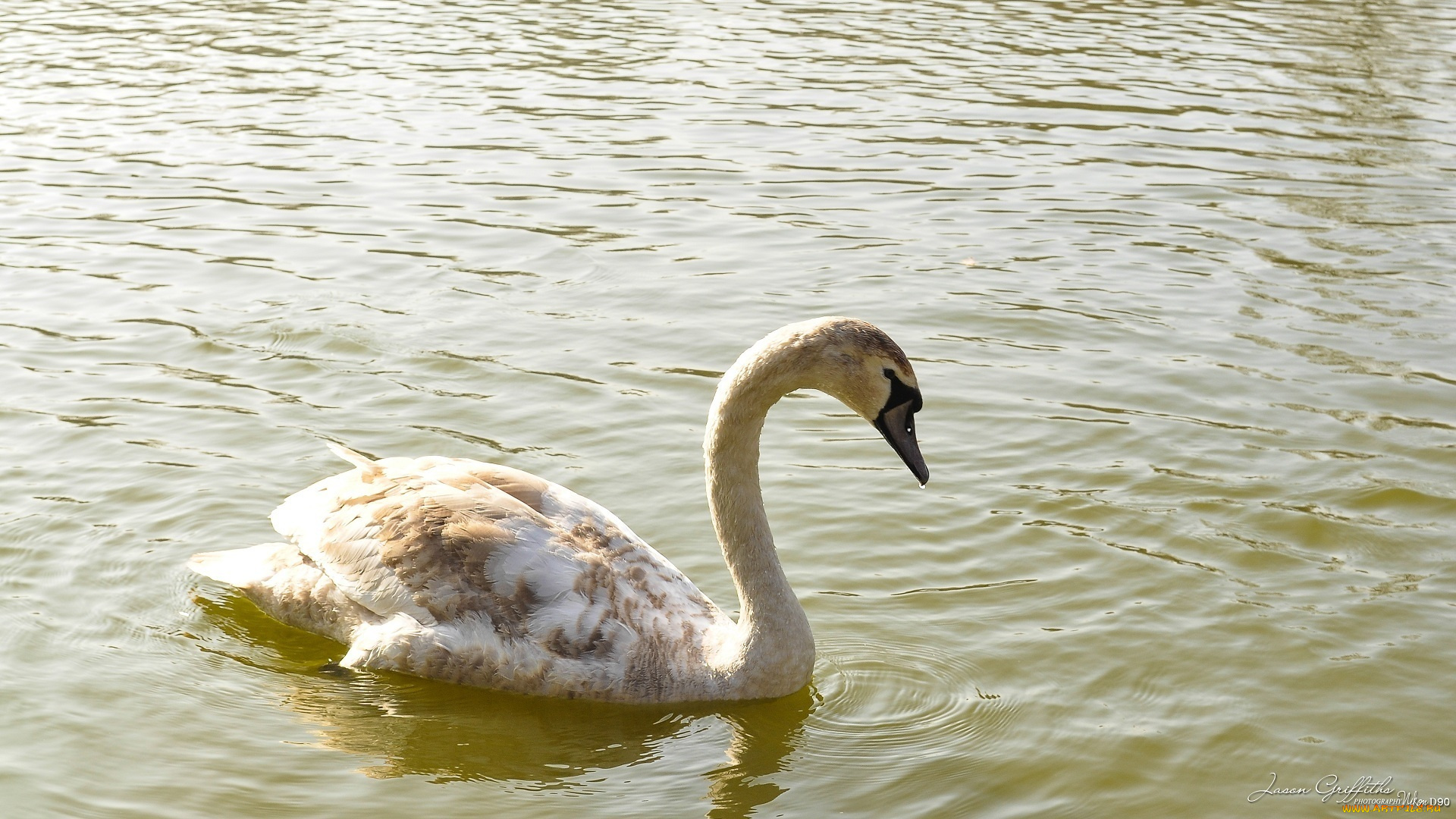 животные, лебеди, вода, грация, рябь