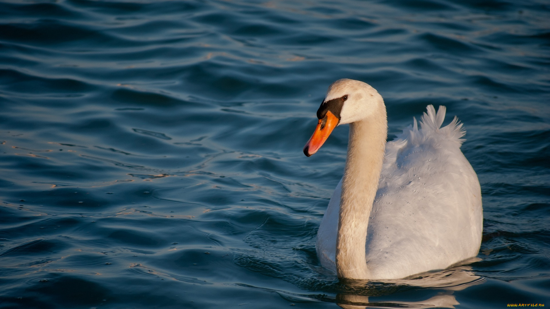 животные, лебеди, волны, белый, вода, грация, шея