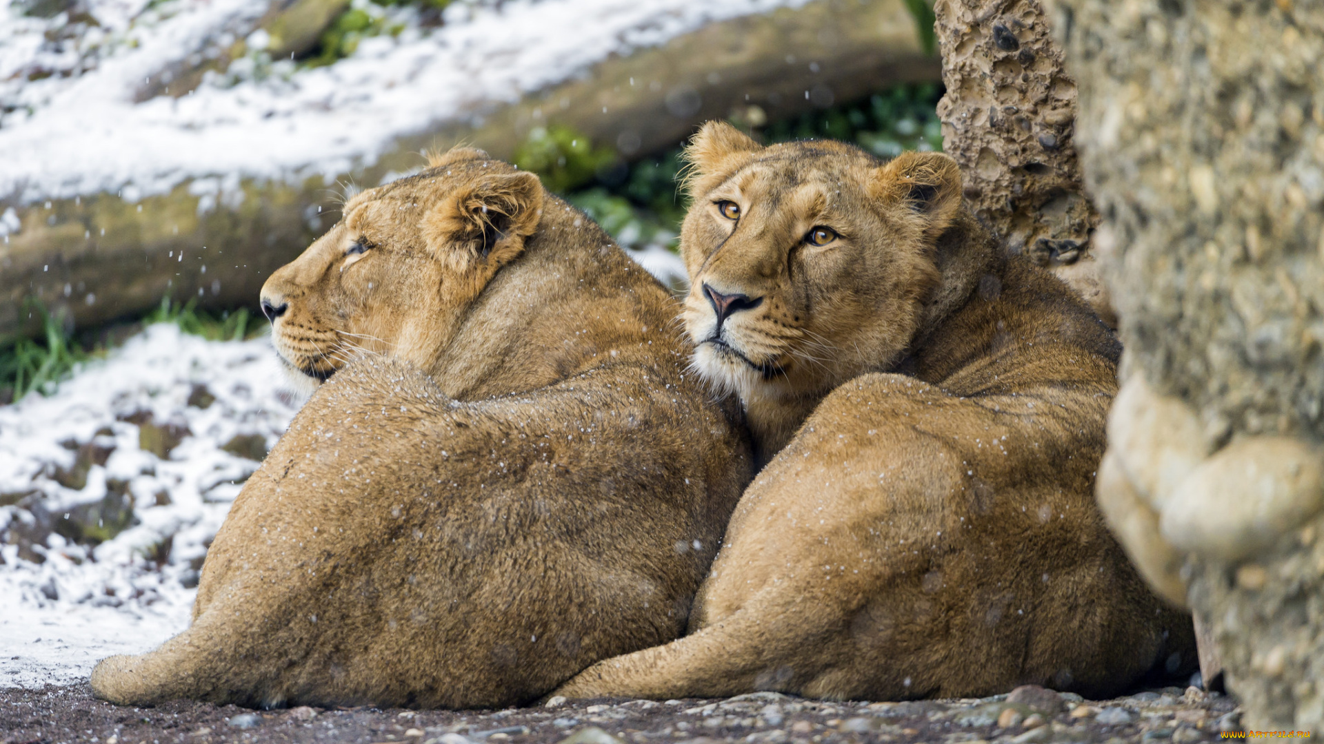 животные, львы, отдых