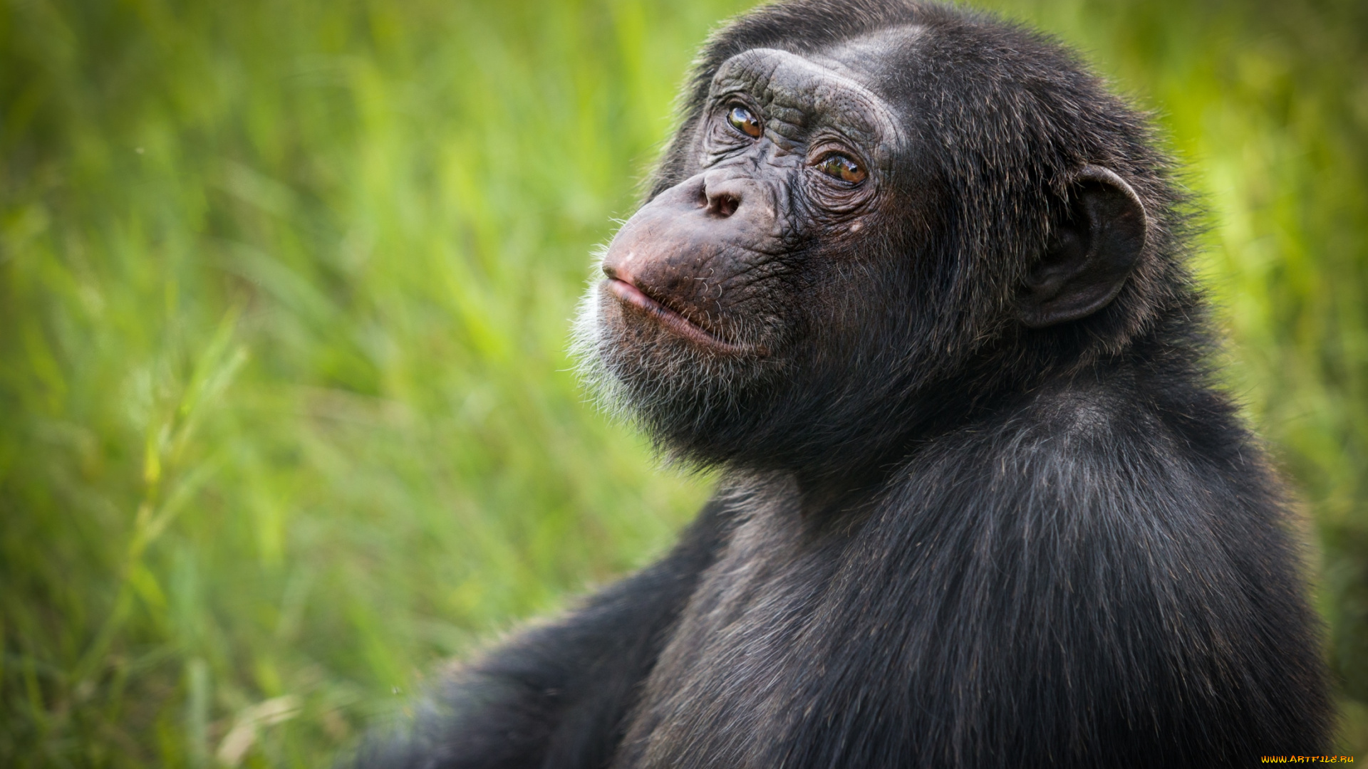 животные, обезьяны, шимпанзе