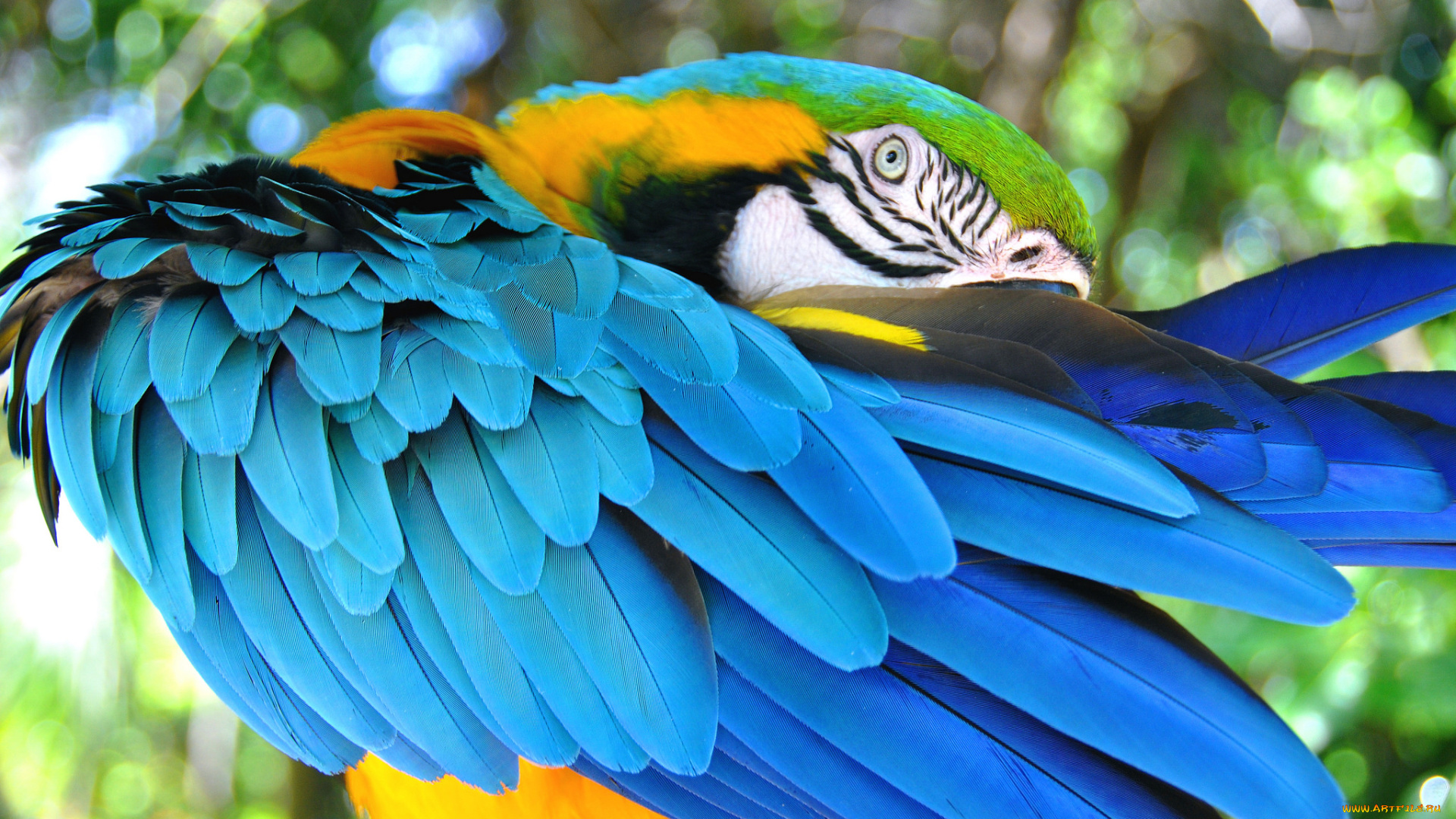 животные, попугаи, перья