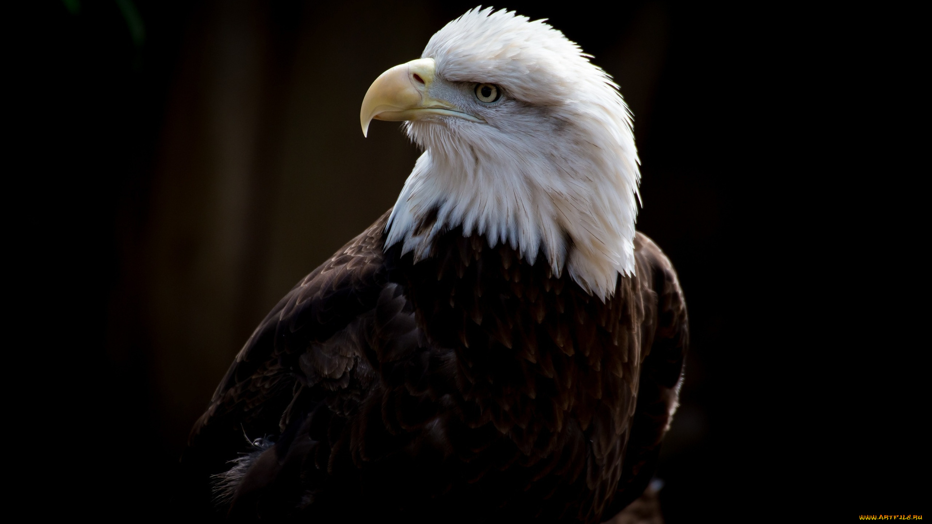 животные, птицы, -, хищники, профиль, клюв, птица, хищник, орлан