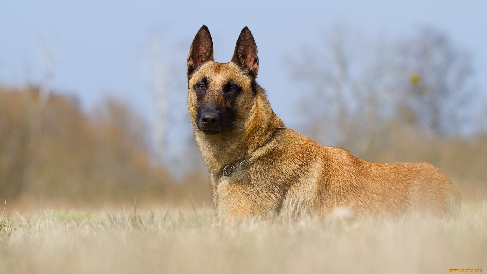 животные, собаки, взгляд