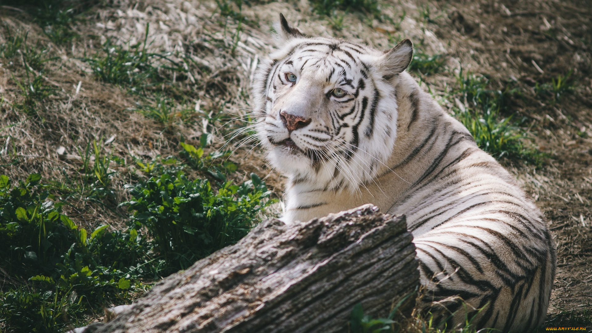 животные, тигры, белый, отдых, полосы, морда, кошка