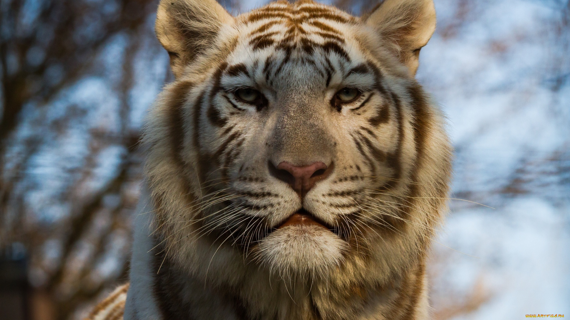 животные, тигры, морда, белый, кошка