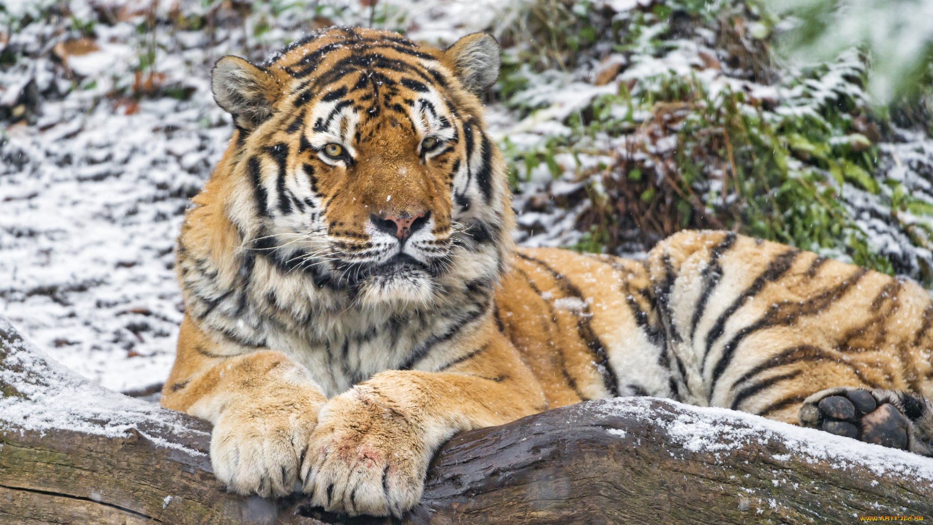 животные, тигры, полосатый