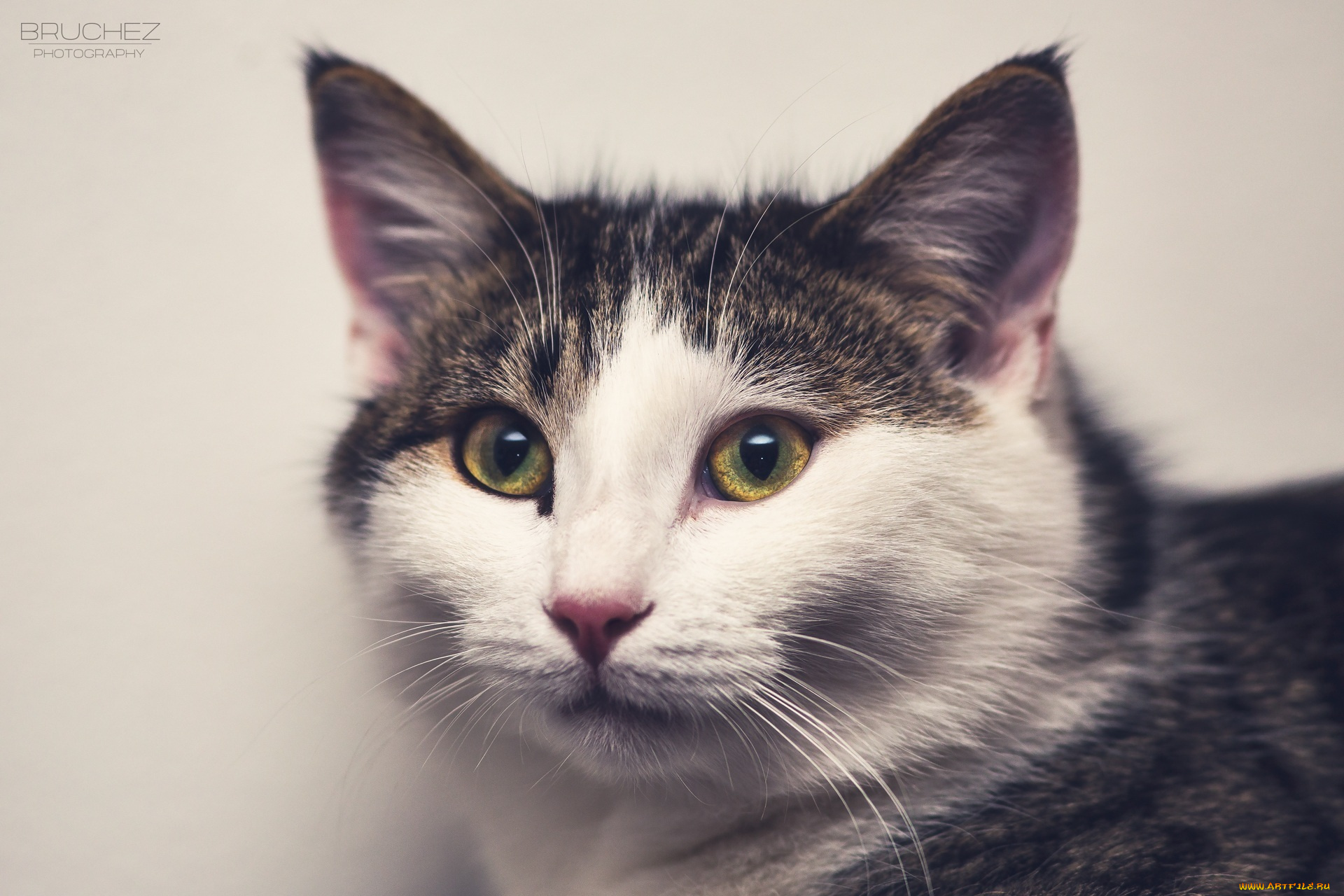 животные, коты, кошка, морда