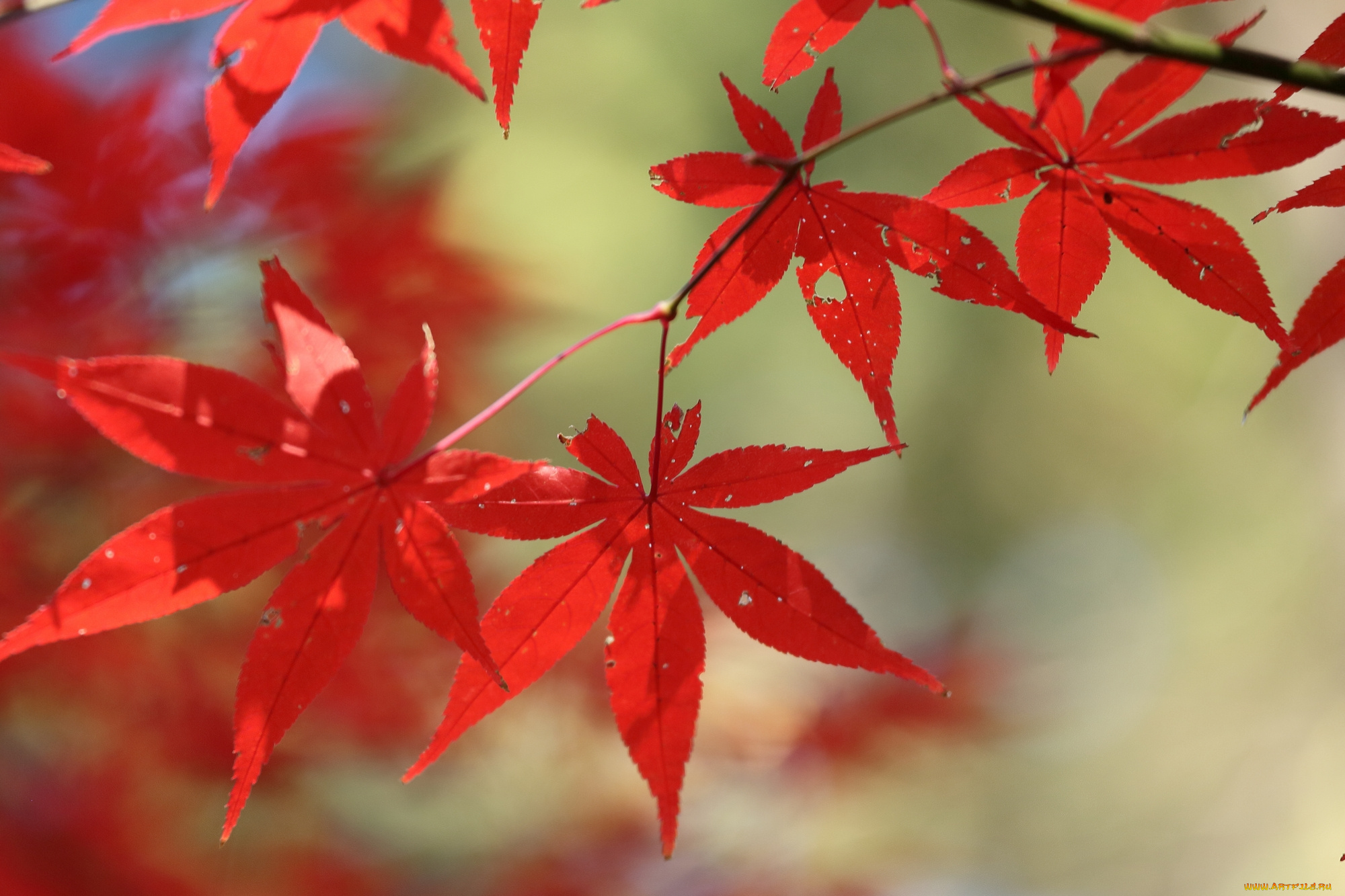 природа, листья, осень