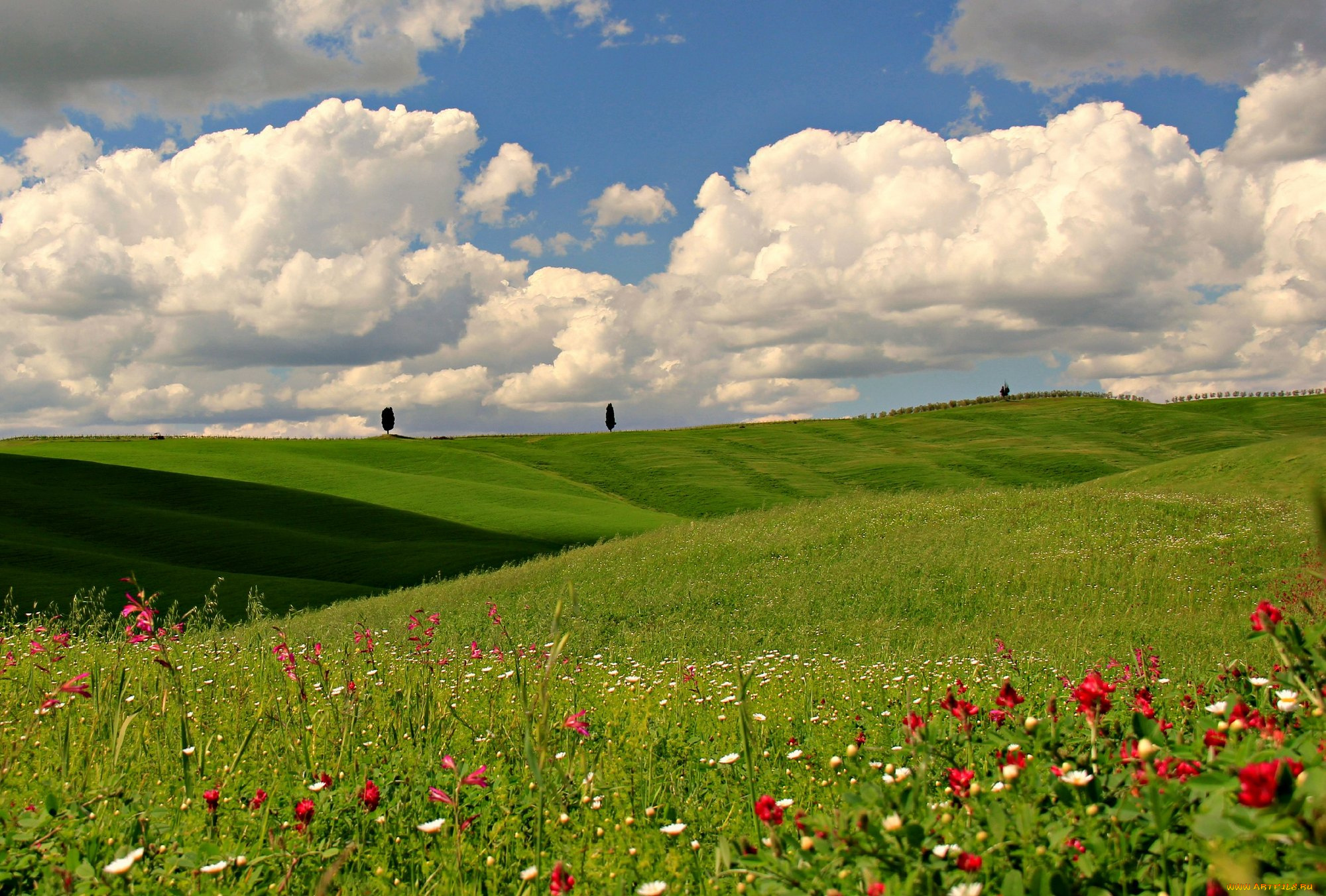 природа, луга, цветы, поле, облака, небо