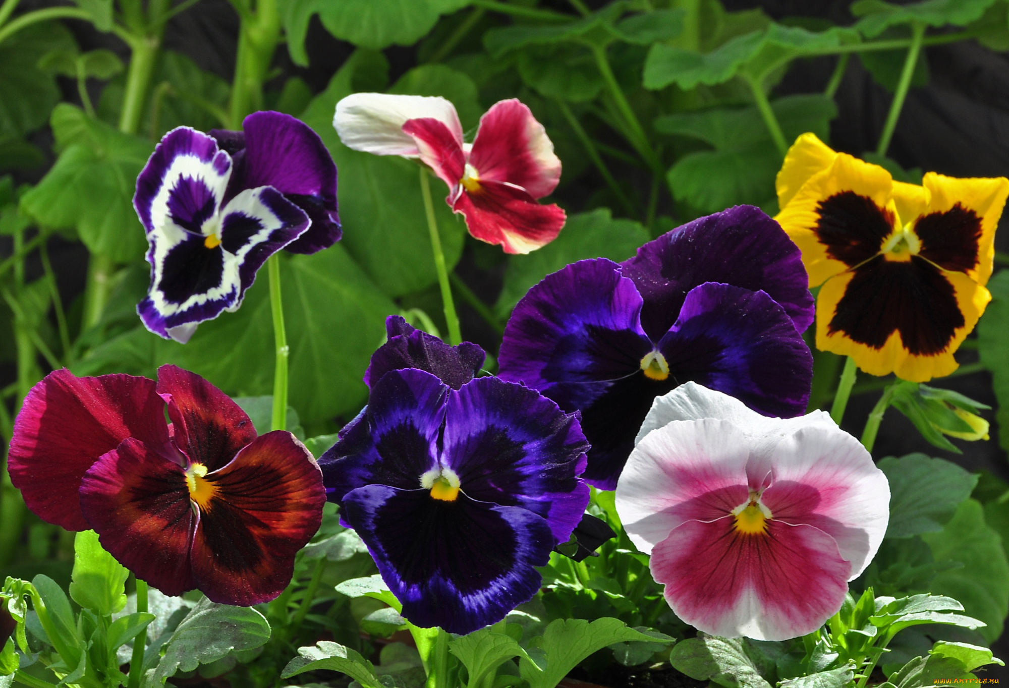 цветы, анютины, глазки, , садовые, фиалки, яркий