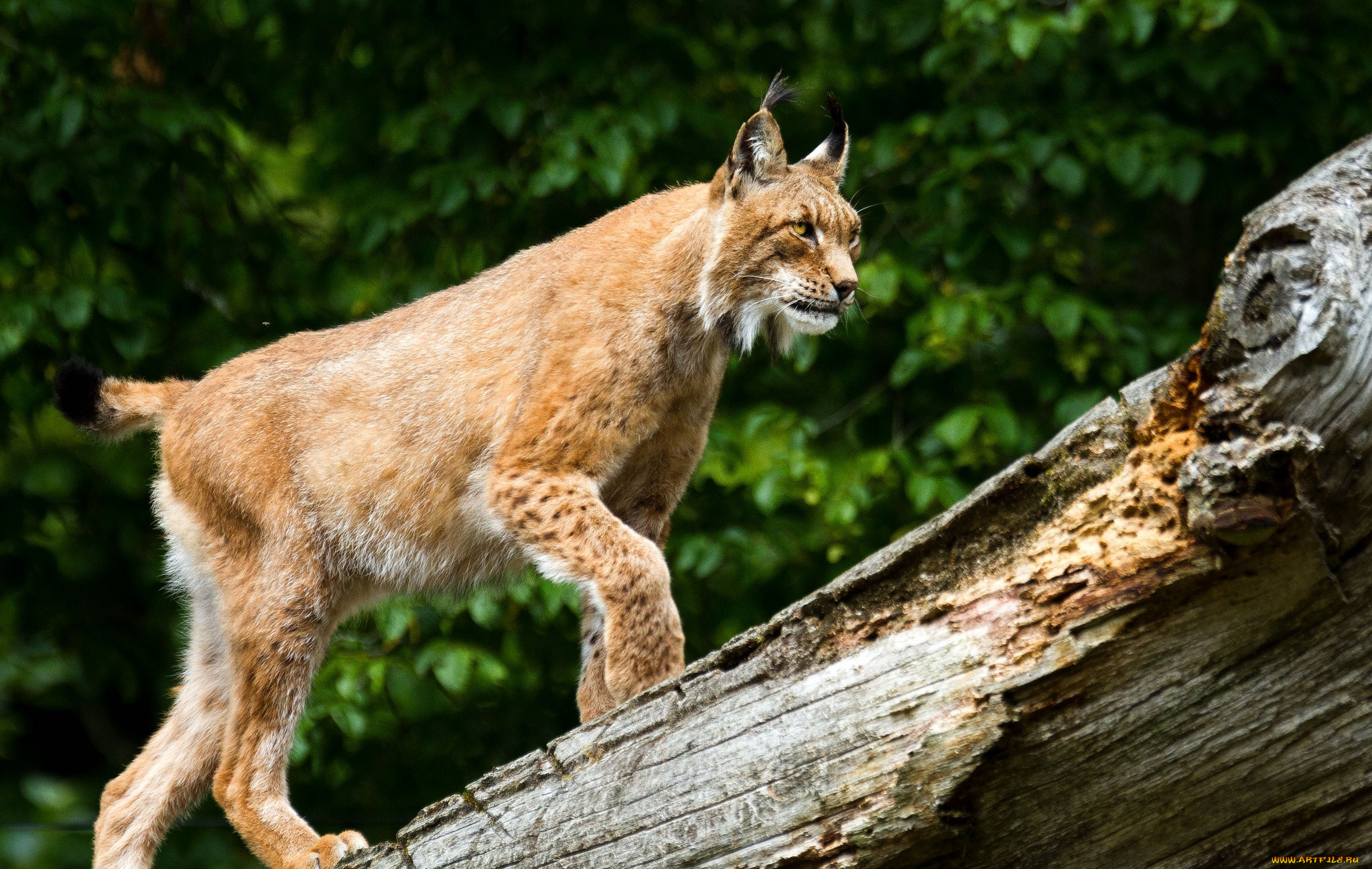 животные, рыси, кошка