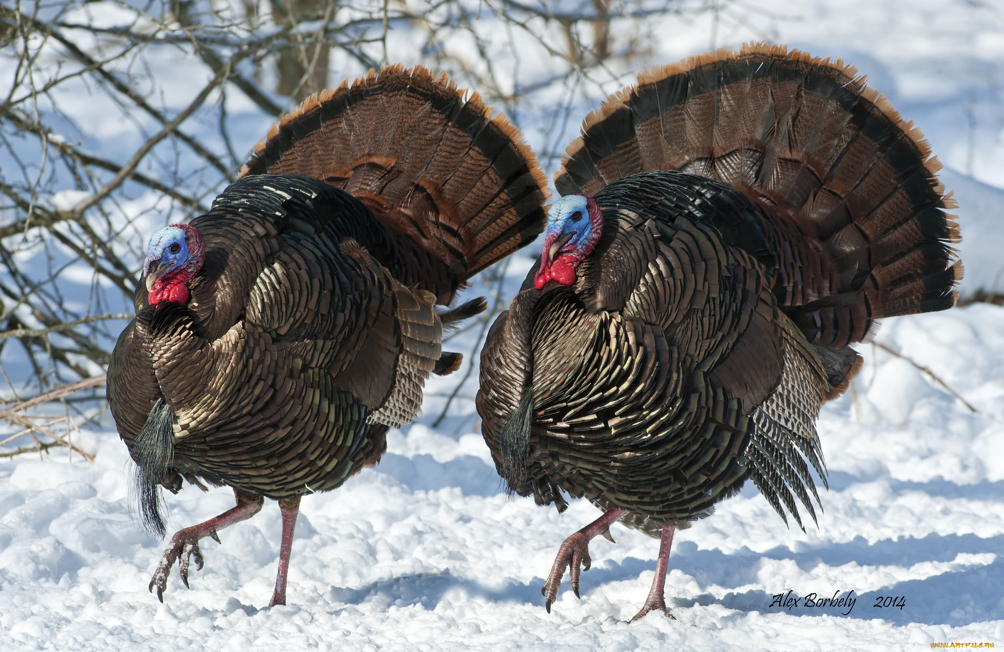 животные, индюки, хвост