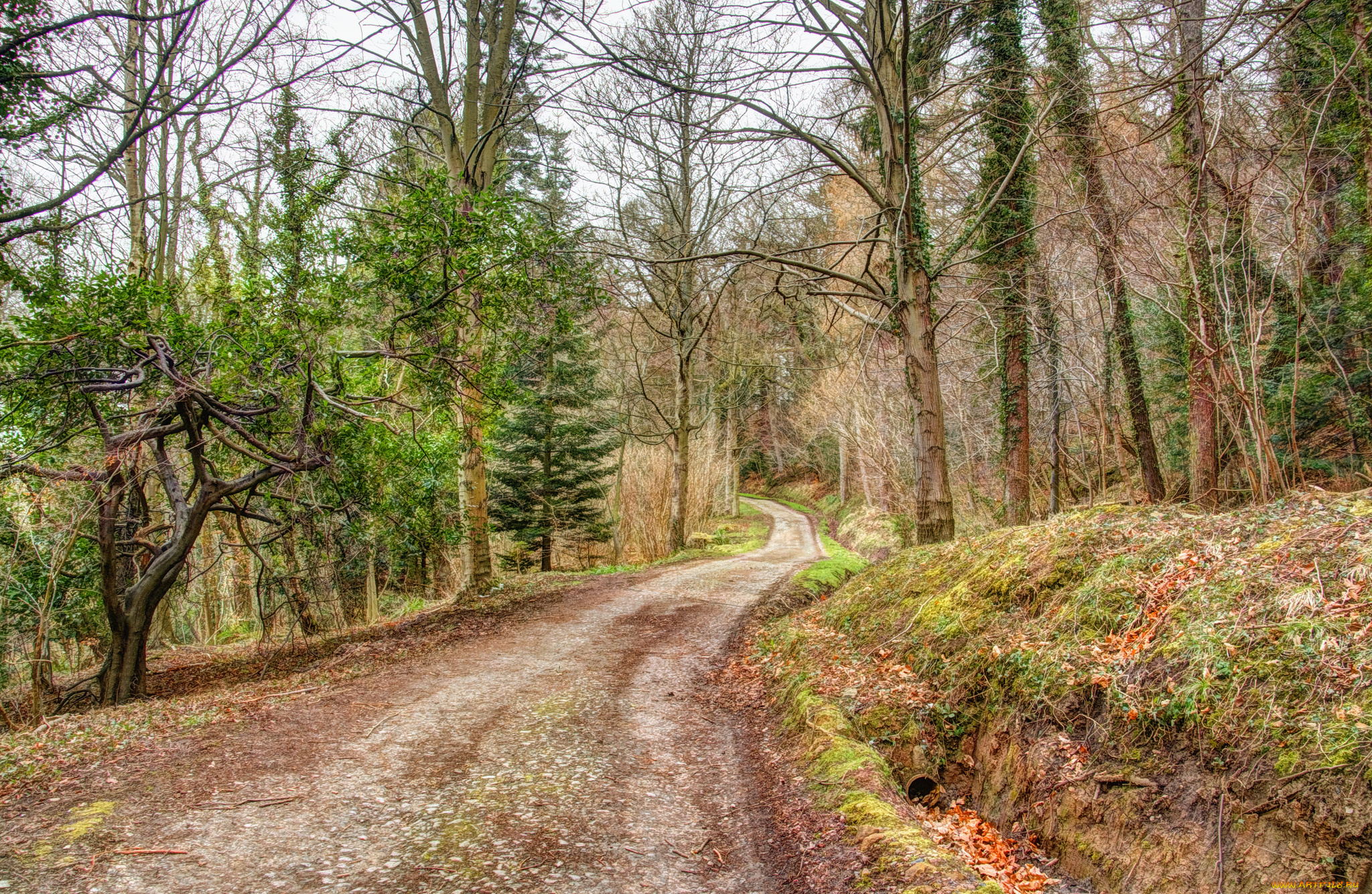 природа, дороги, лес, дорога