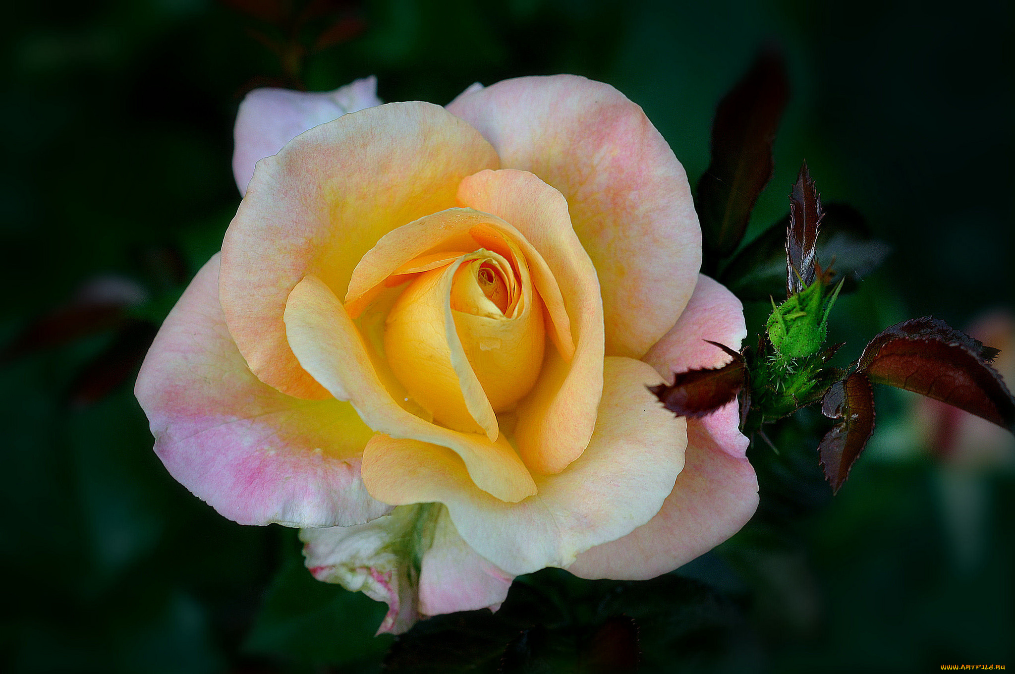 цветы, розы, макро