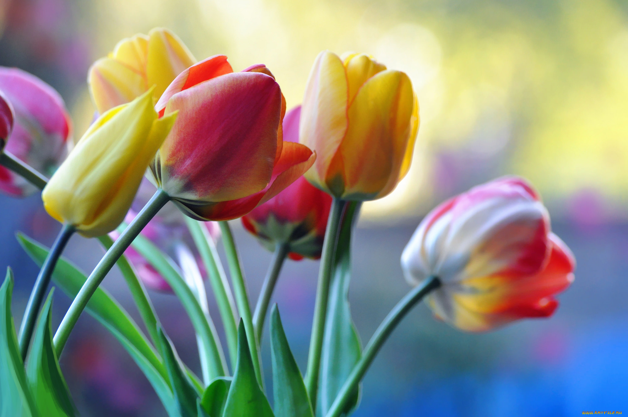 цветы, тюльпаны, бутоны