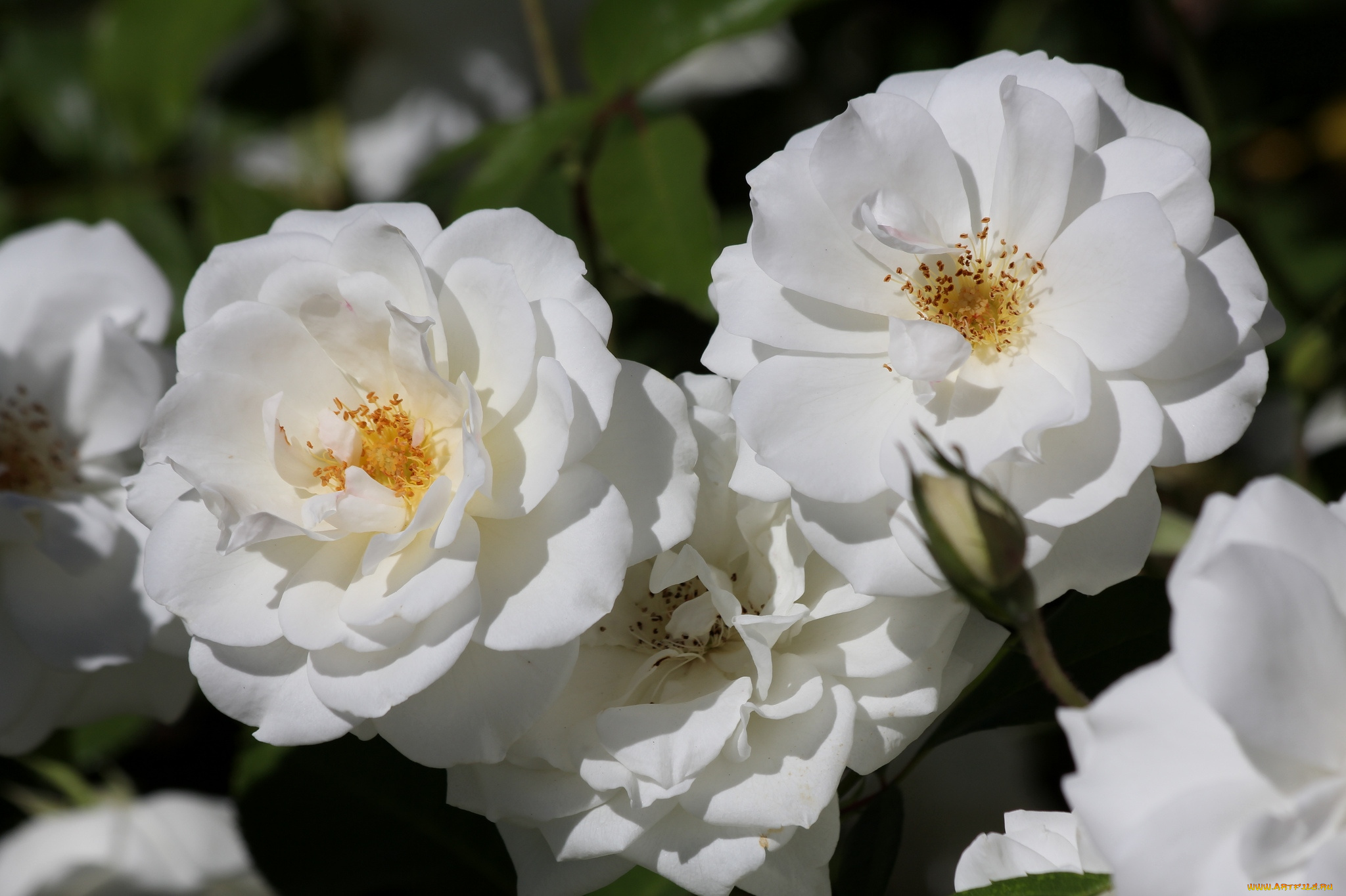 цветы, розы, белый