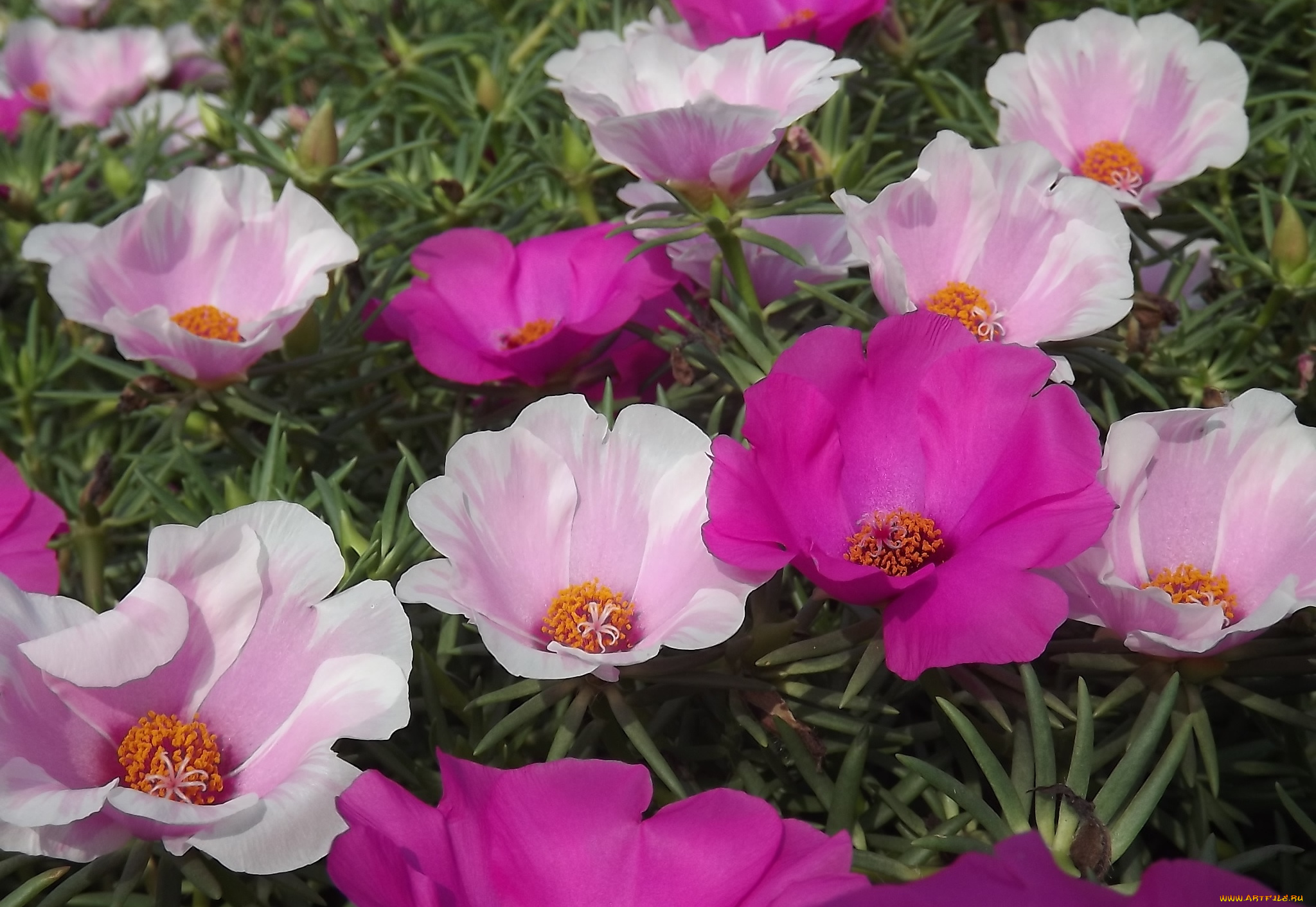 цветы, портулак, розовый