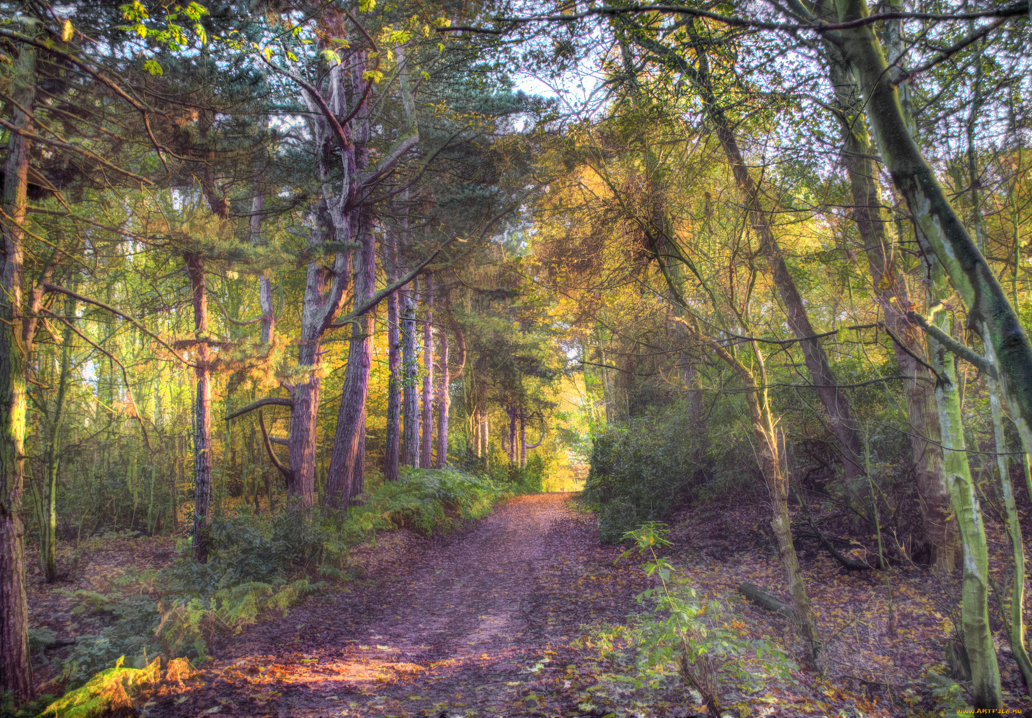 природа, дороги, лес, дорога