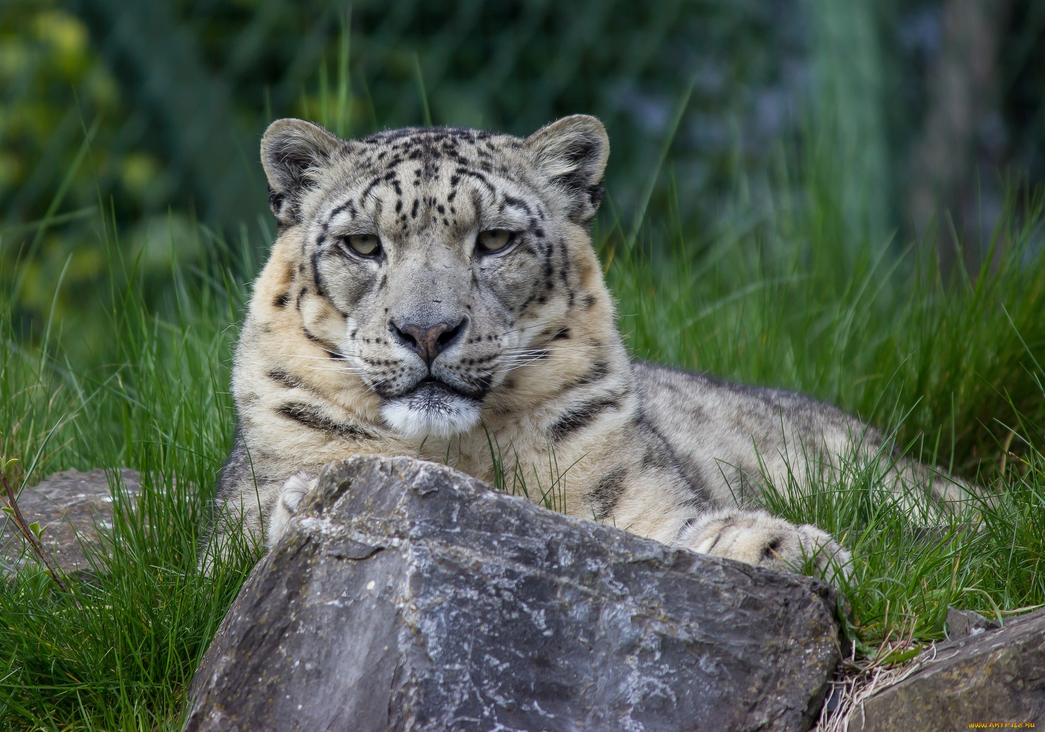 животные, снежный, барс, , ирбис, трава, отдых, камни, морда, кошка