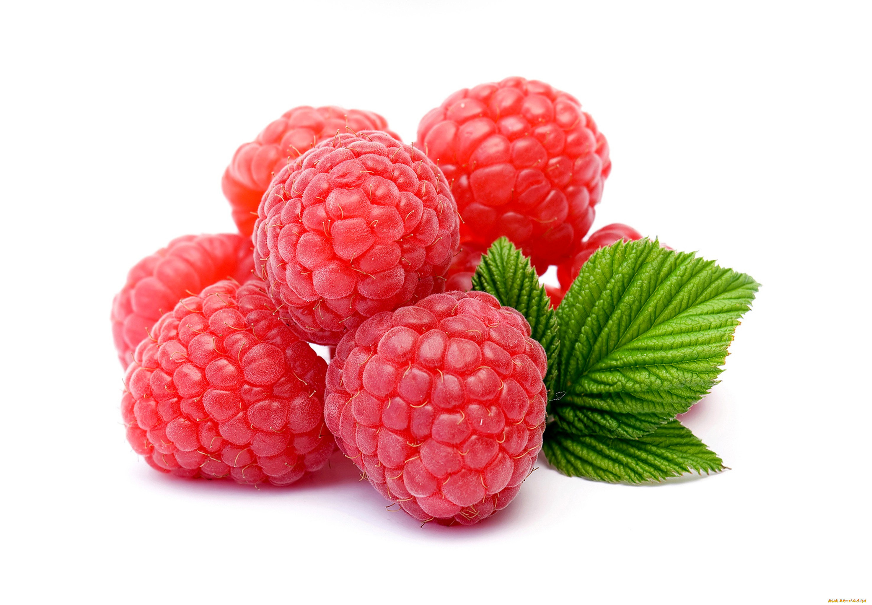 еда, малина, ягода, листья