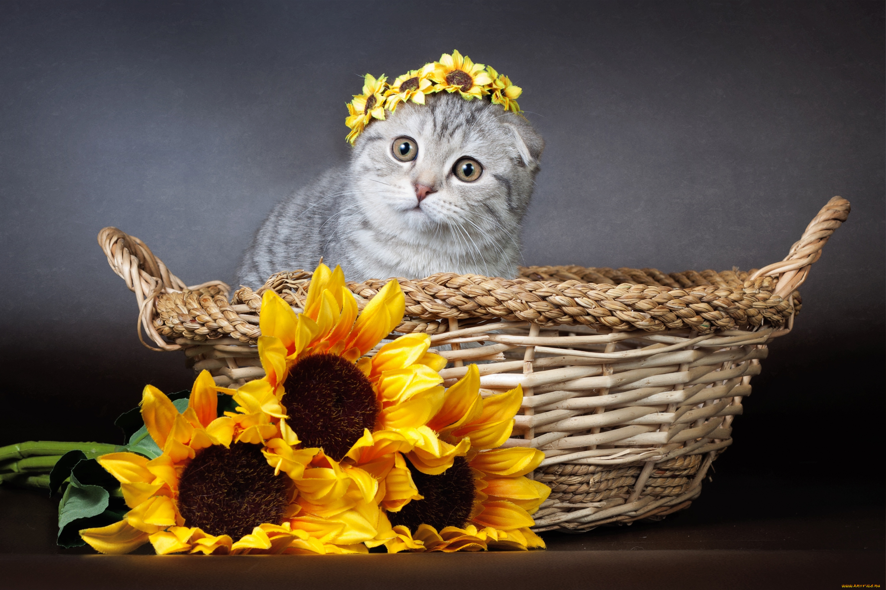животные, коты, подсолнухи, венок