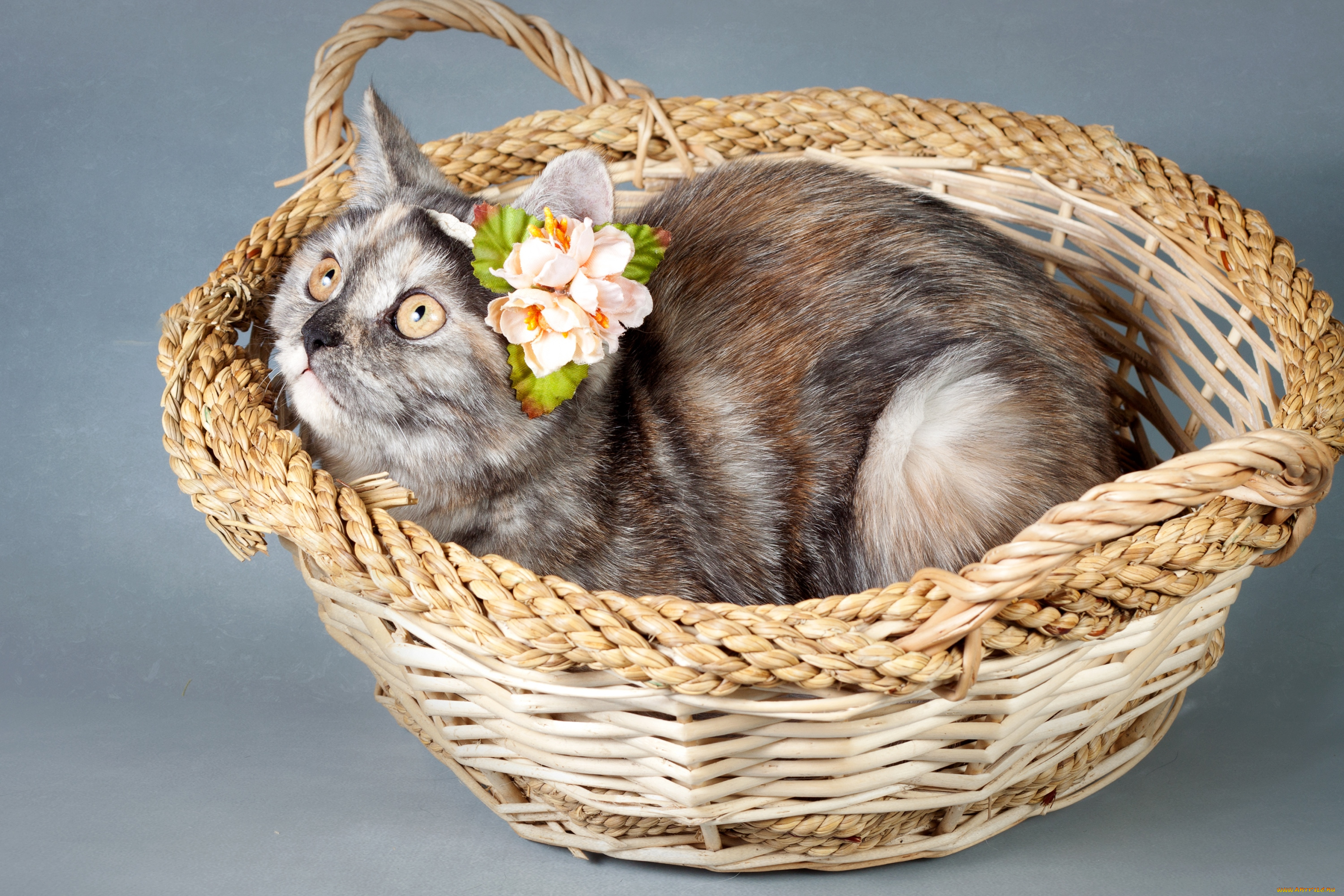 животные, коты, корзина