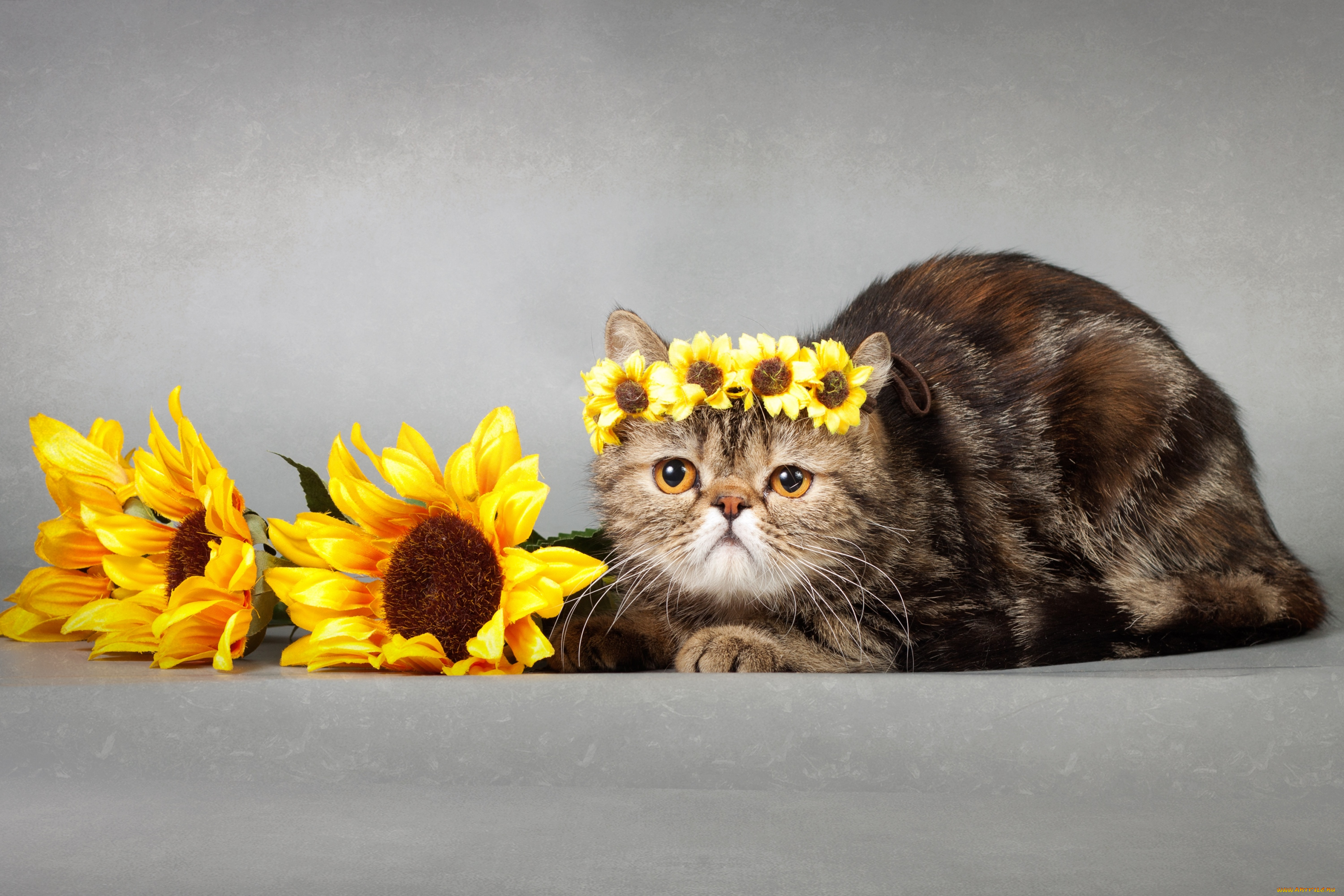 животные, коты, подсолнухи, венок